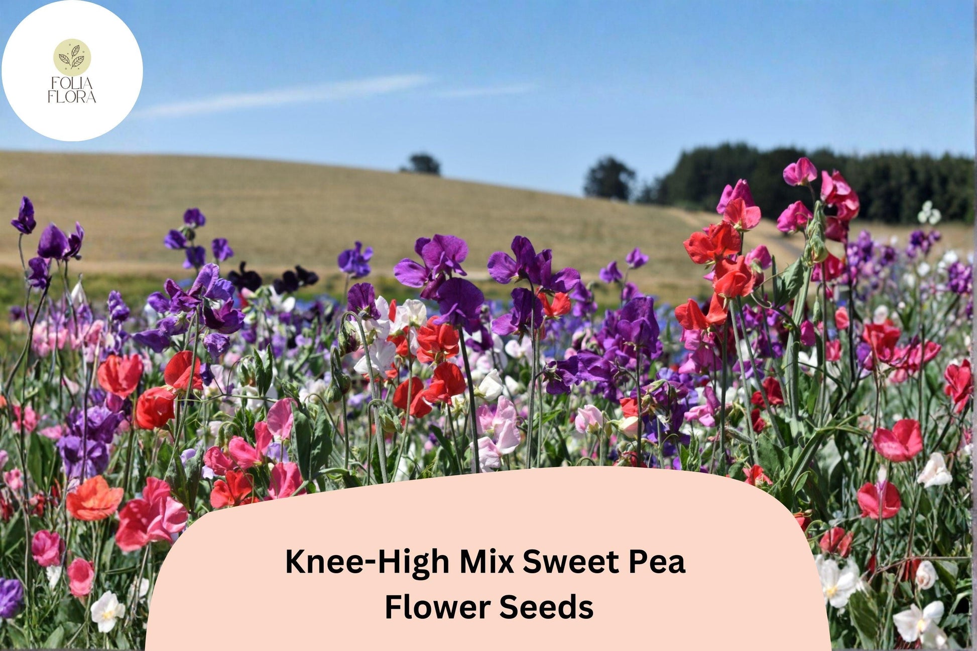 Knee-High Mix Sweet Pea Seeds | Dwarf Lathyrus odoratus Flowers in Mixed Colors | Annual Garden Seeds (50+ Seeds)