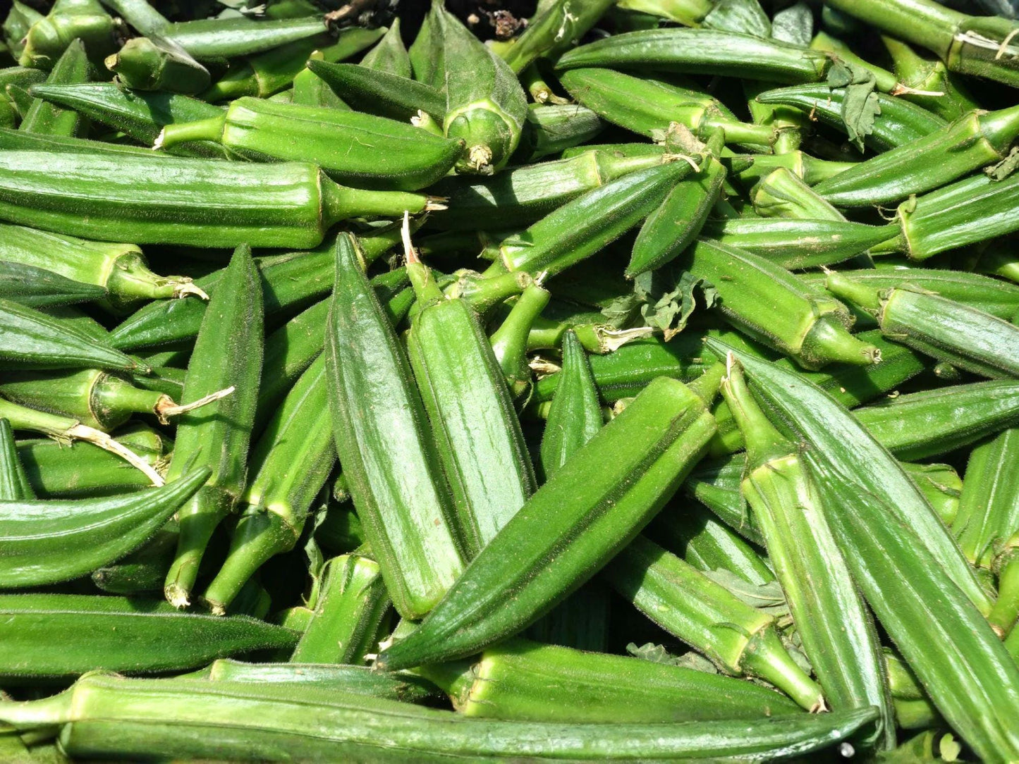 Clemson Spineless Okra Seeds – Heirloom, High Yield, Tender Pods, Warm-Season Vegetable, 100 Seeds