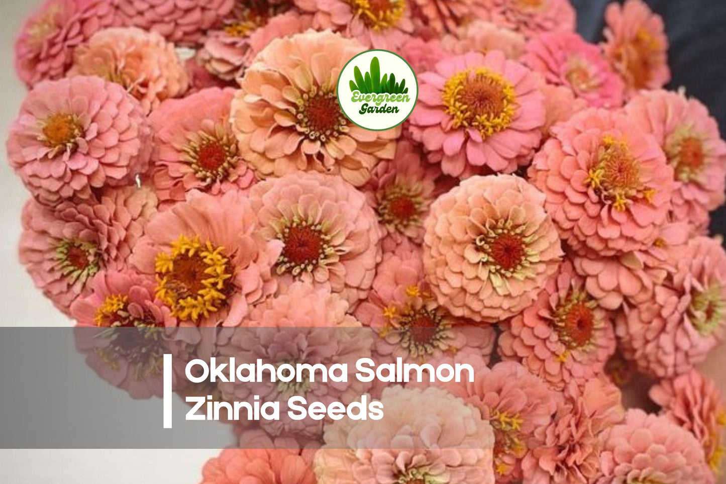 100+ Oklahoma Salmon Zinnia Seeds - Zinnia elegans, Peach-Pink Flowers, Cut Flower, Bright Summer Blooms