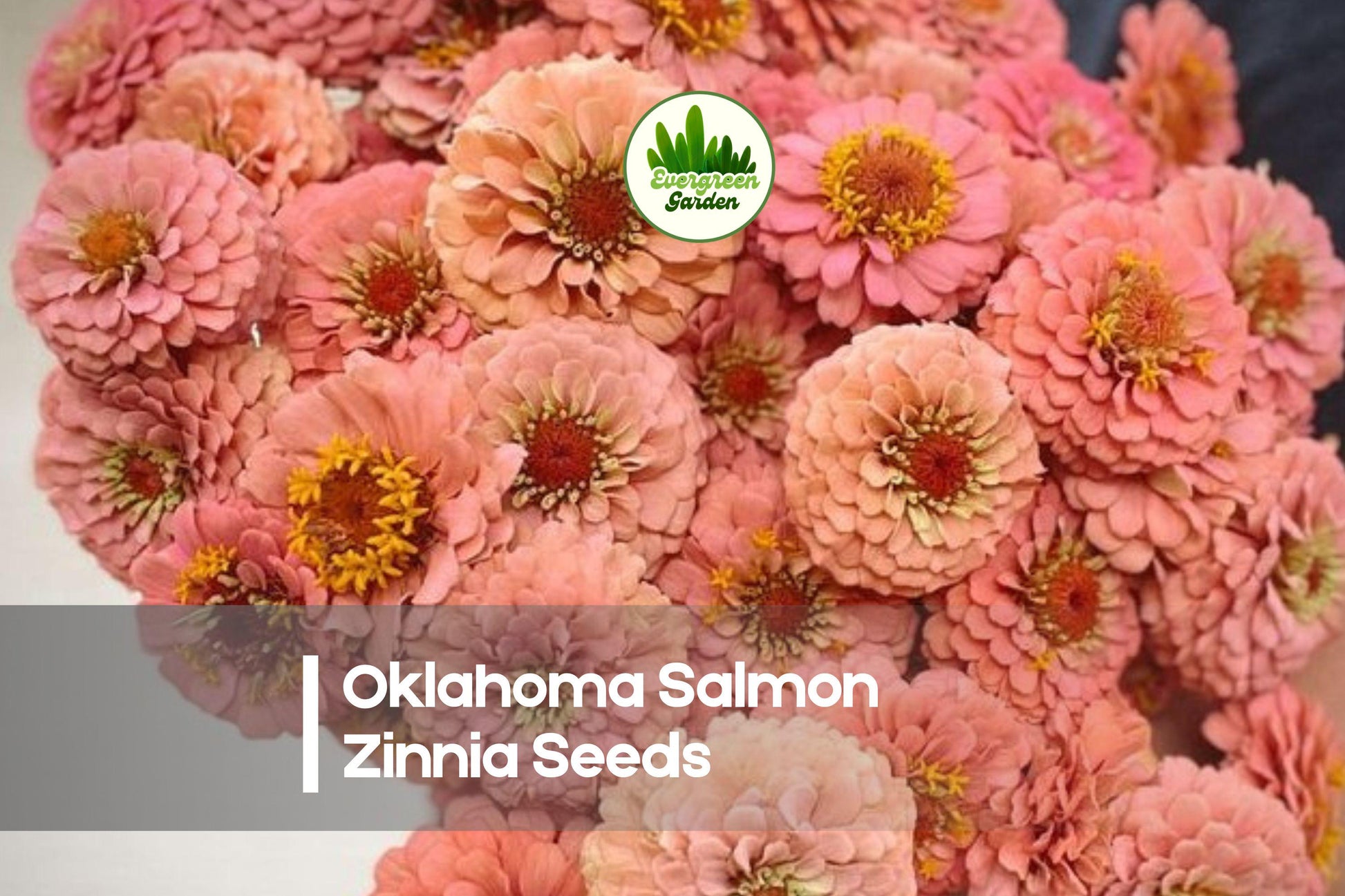 100+ Oklahoma Salmon Zinnia Seeds - Zinnia elegans, Peach-Pink Flowers, Cut Flower, Bright Summer Blooms