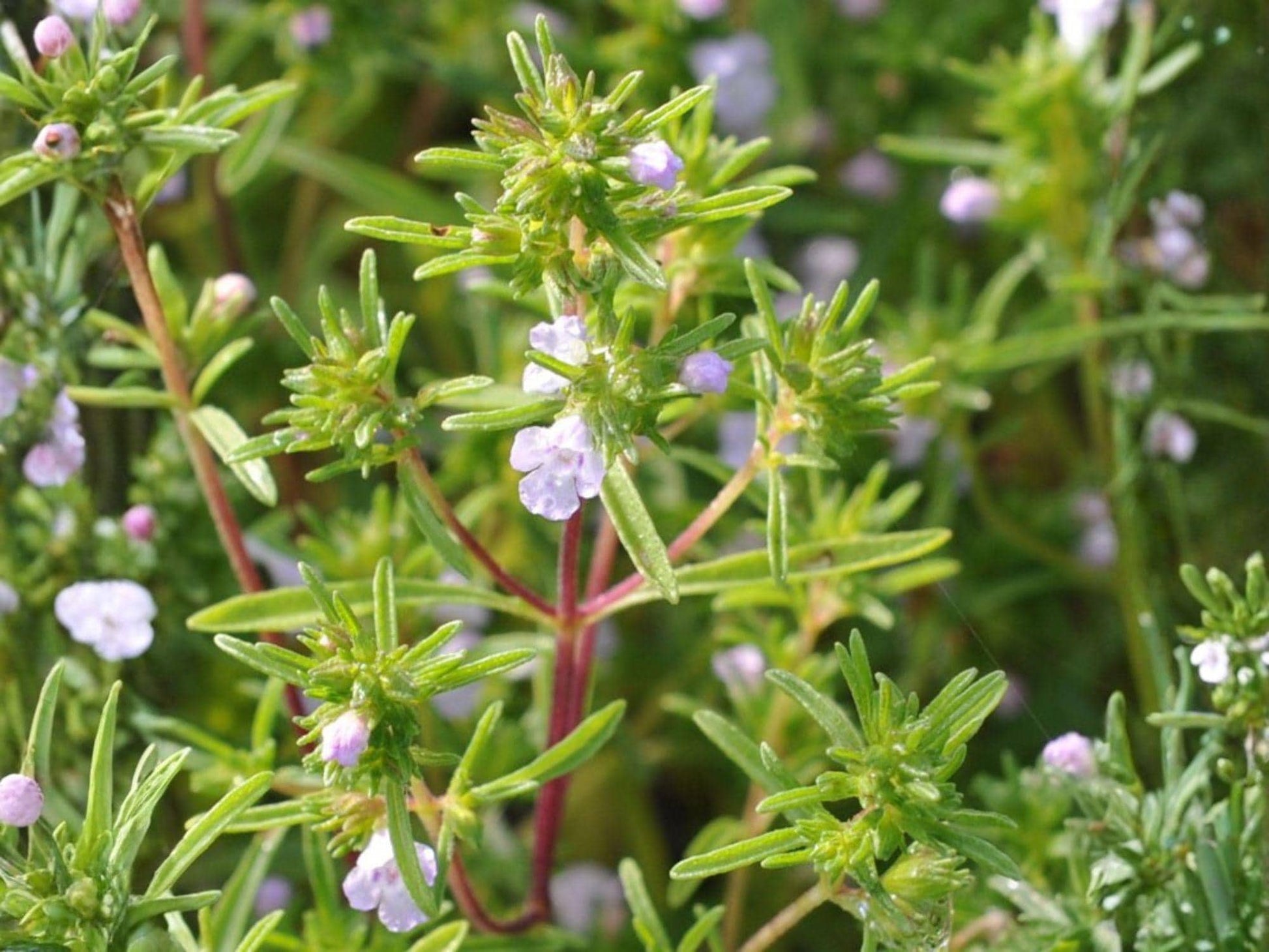 Summer Savory Seeds – 500 Pack, Satureja hortensis Culinary Herb for Garden, Container & Bed Planting