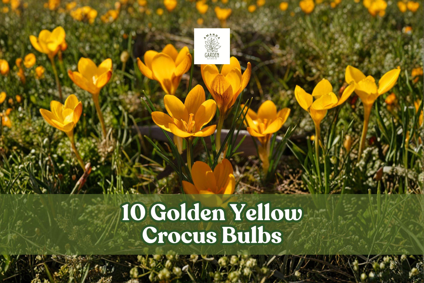 10 Golden Yellow Crocus Bulbs for Early Spring Garden Blooms - Crocus spp. Flowering Bulbs for Borders & Naturalized Areas