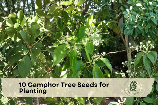 10 Camphor Tree Seeds for Planting - Evergreen Ornamental Cinnamomum camphora Seeds for Landscaping