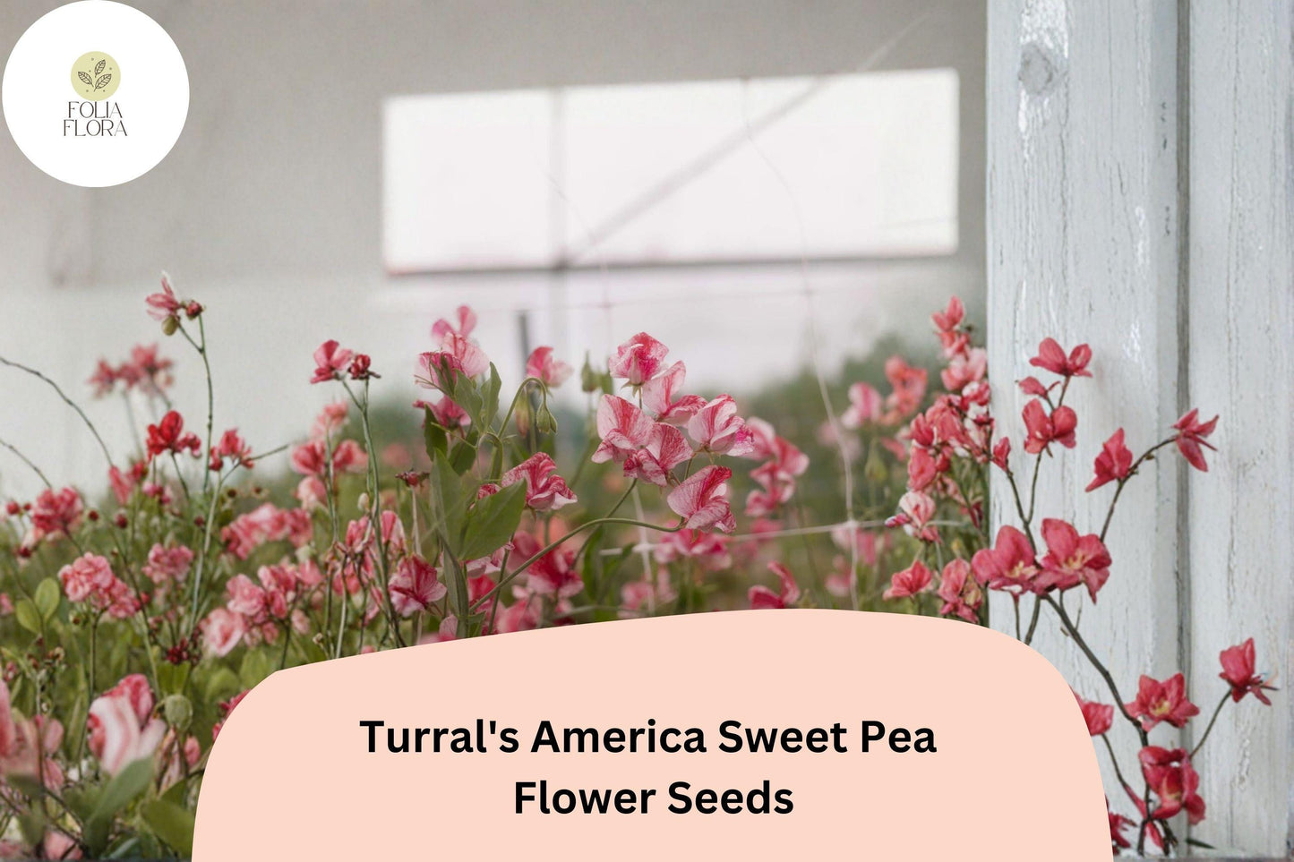 Sweet Pea Seeds, Turral’s America, Red & White Striped Heirloom, Lathyrus odoratus, Climbing Annual Flower