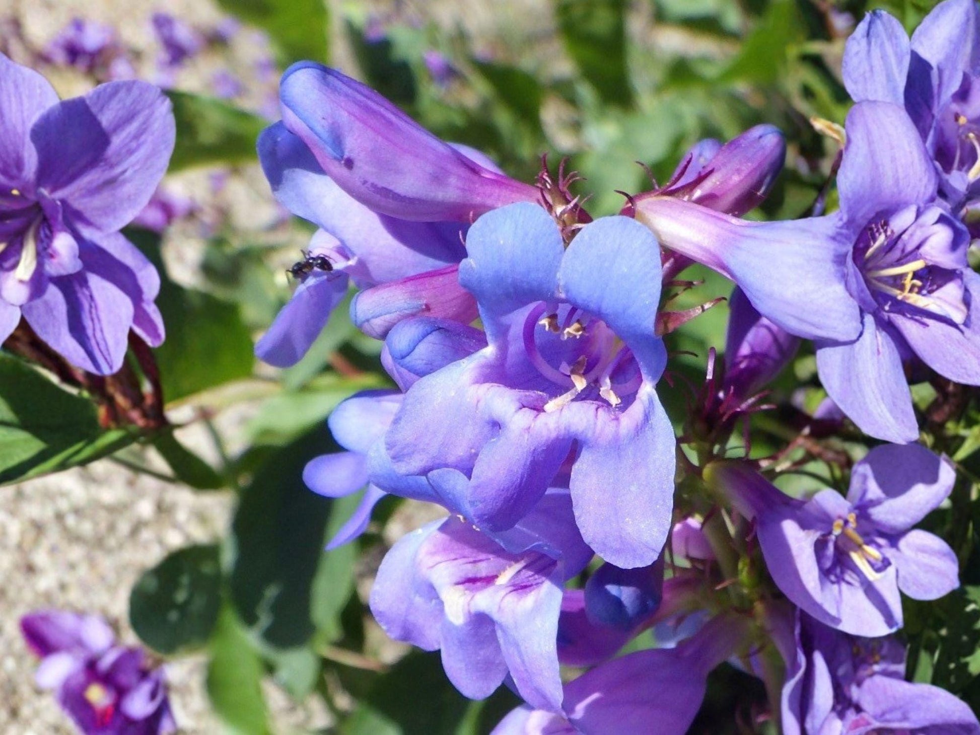 Payette Penstemon Seeds | Native Wildflower, Pollinator Friendly, Perennial, Blue to Purple, Penstemon payettensis (50 Seeds)