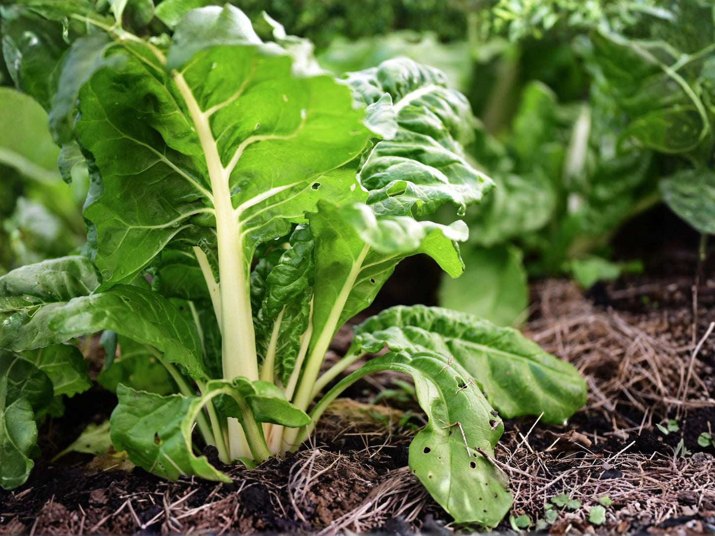 Fordhook Swiss Chard Seeds - Heirloom Non-GMO Large Leaf White Stem Vegetable, 50 Seeds
