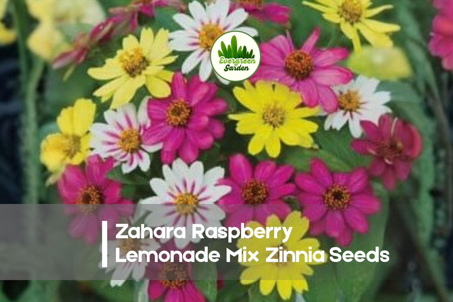 Zinnia Seeds 100+ Zahara Raspberry Lemonade Mix, Compact, Heat-Tolerant, Zinnia marylandica, Pollinator-Friendly