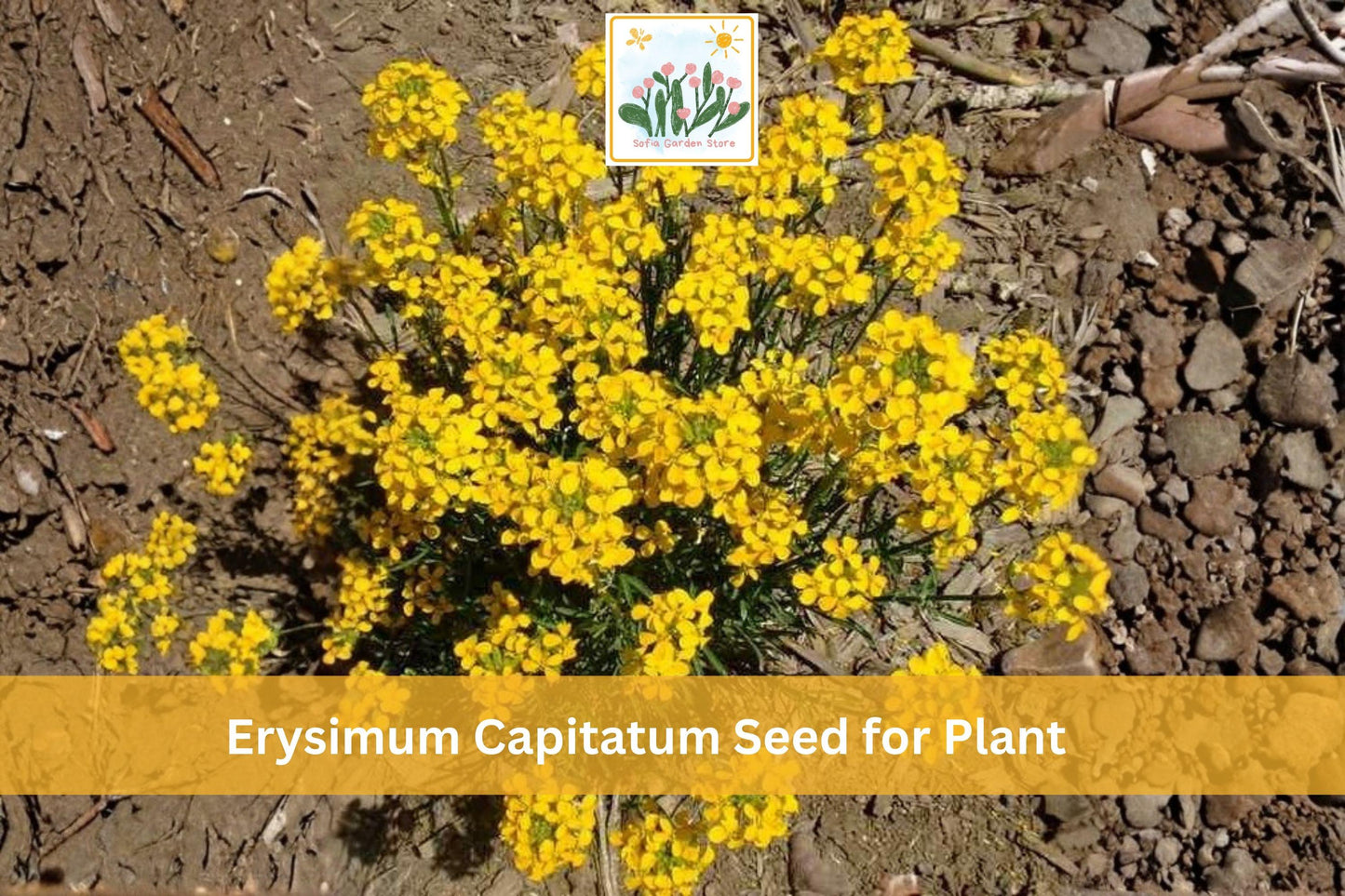 Erysimum capitatum Wildflower Seeds – 100 Native Western Wallflower Seeds for Pollinator Gardens & Native Landscaping
