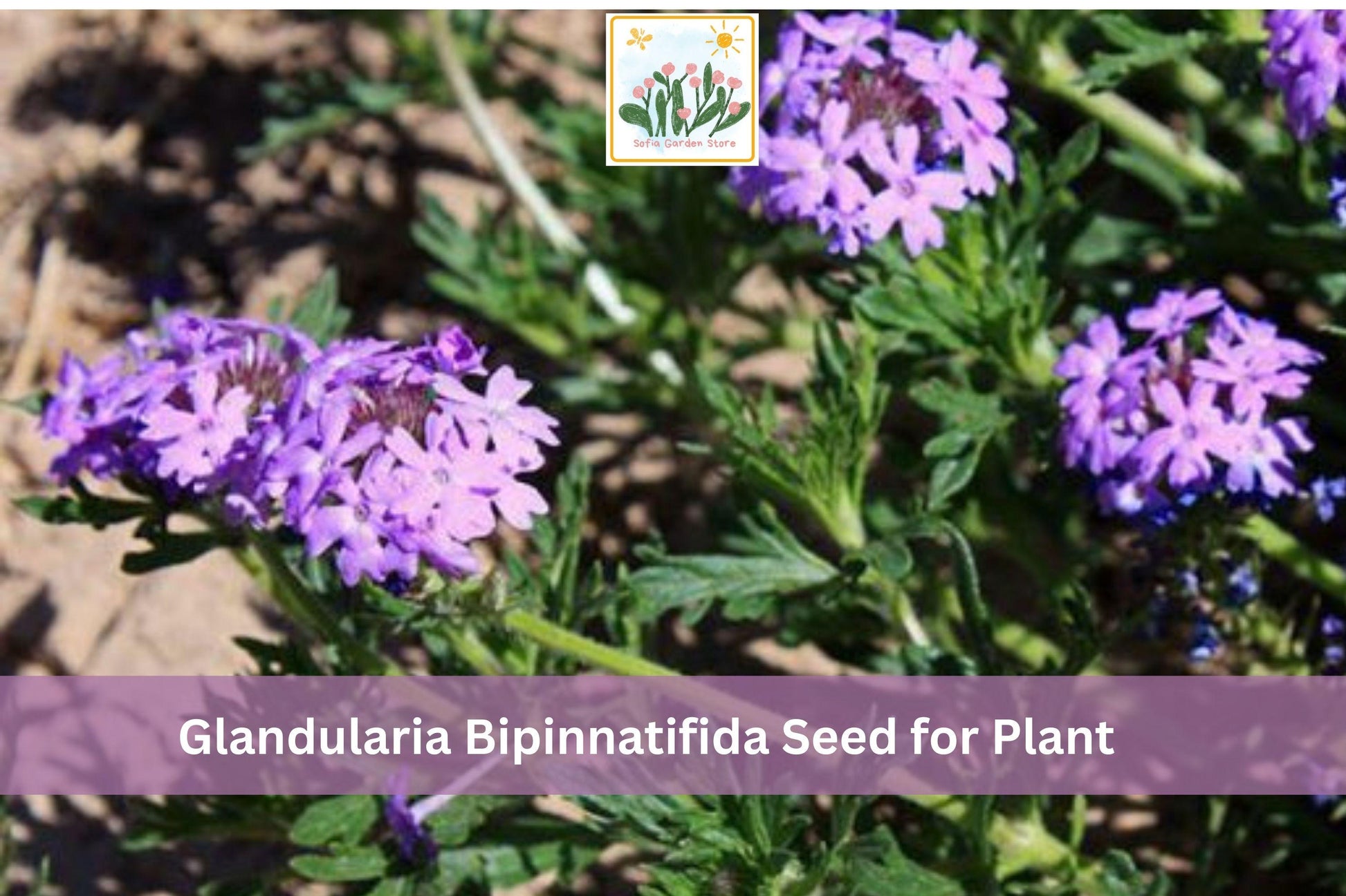 Glandularia bipinnatifida Seeds - Dakota Vervain Native Wildflower with Purple Flowers for Pollinator Gardens