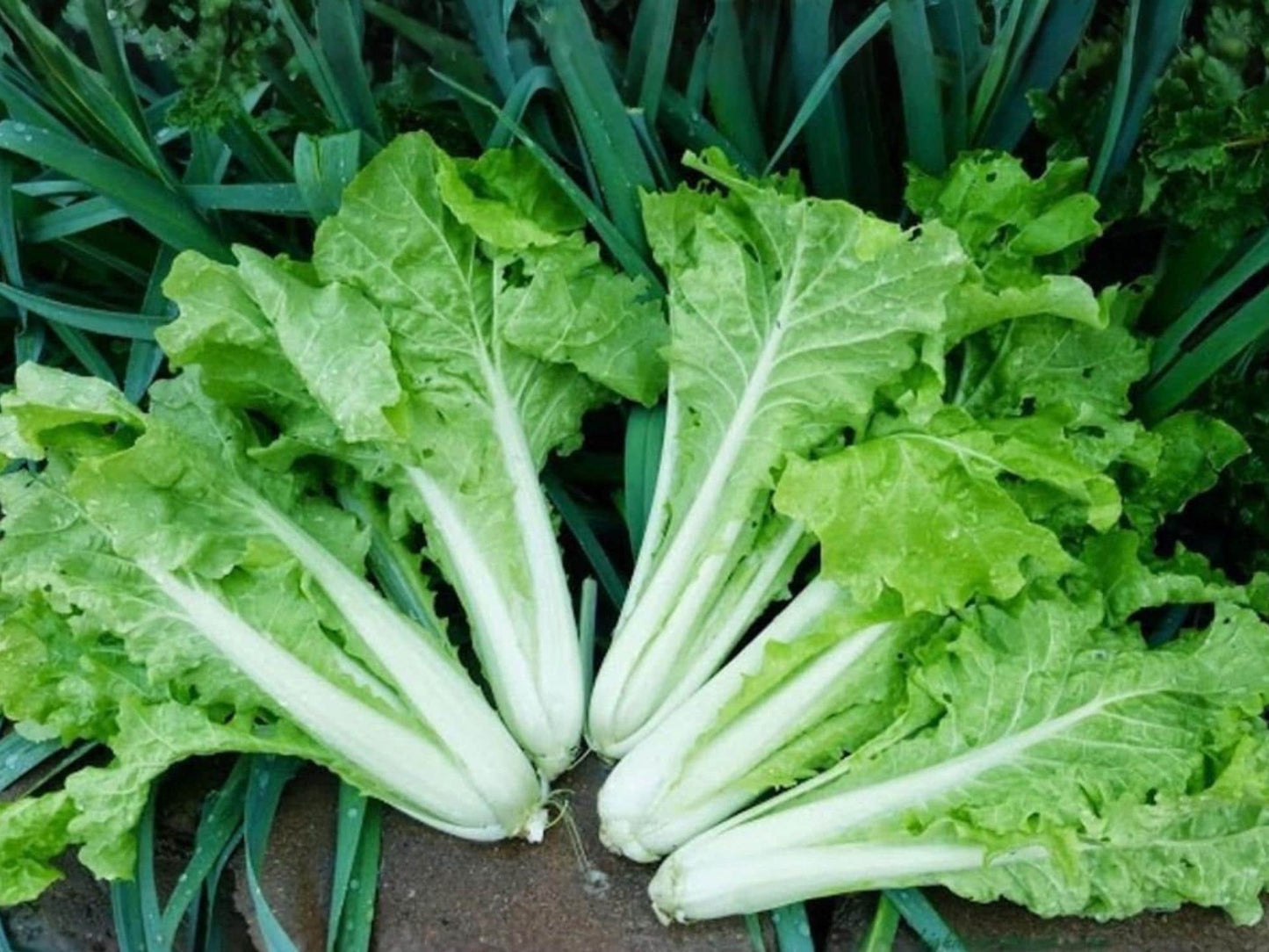 Fun Jen Frilly Leaf Pak Choi Seeds – Hybrid Bok Choy, Asian Greens, Frilly Leaves, Brassica rapa
