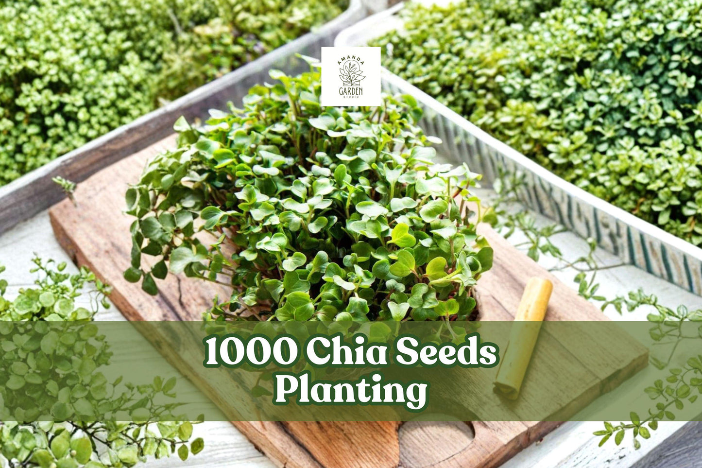 1000 Chia Seeds for Microgreens & Home Garden Growing | Salvia hispanica Vegetable Herb Seeds