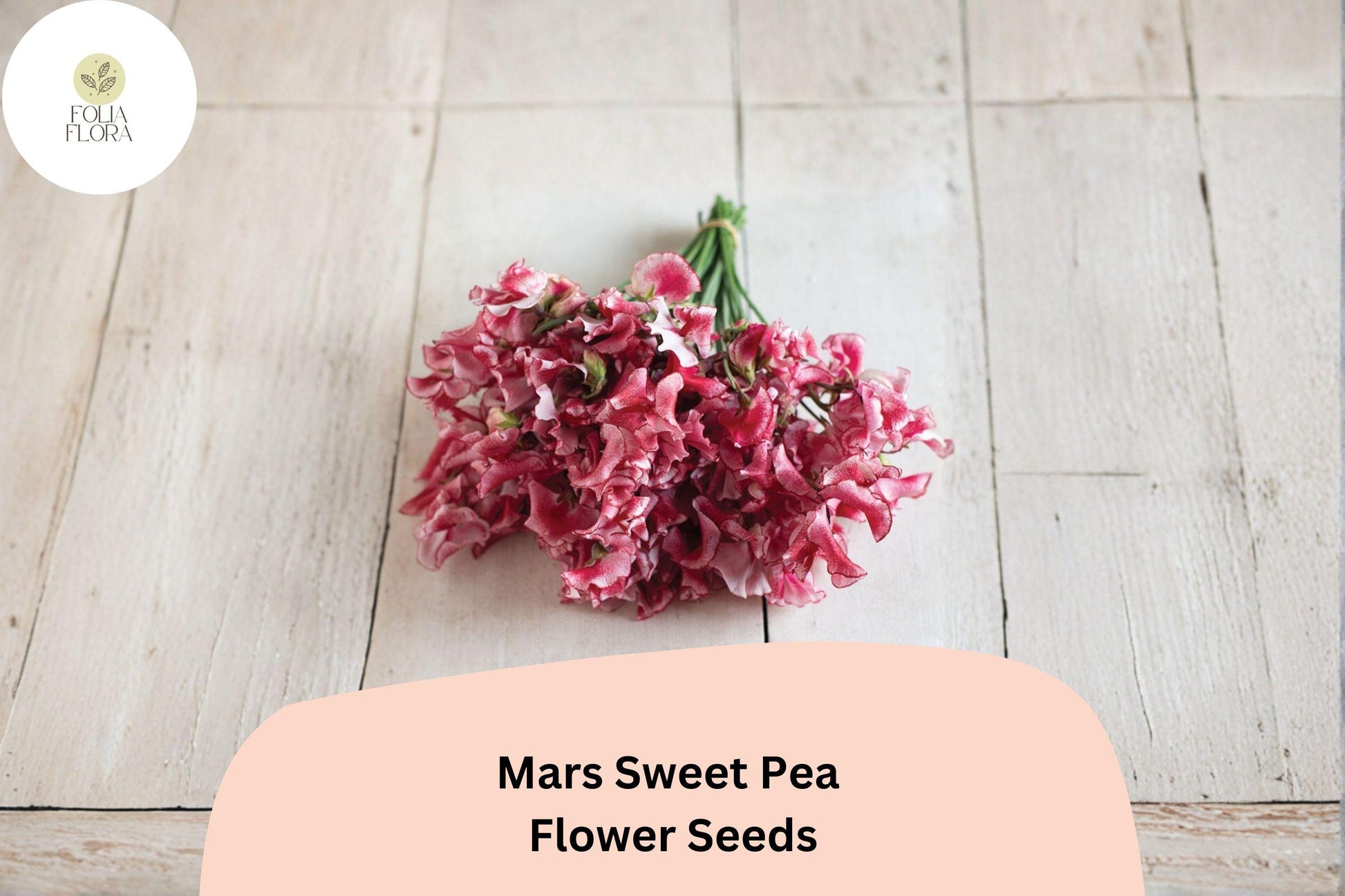 Mars Sweet Pea Seeds | Lathyrus odoratus Deep Red Climbing Flowering Vine for Garden Borders and Trellises (50+ Seeds)
