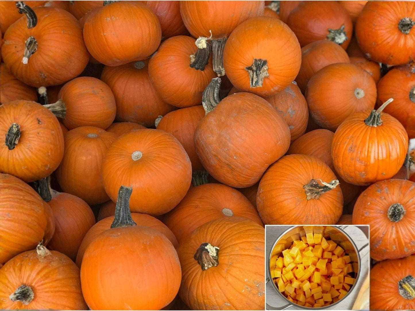 Heirloom Small Sugar Pumpkin Seeds – Sweet Pie Baking Variety for Fall Cooking and Pies, 10 Seeds
