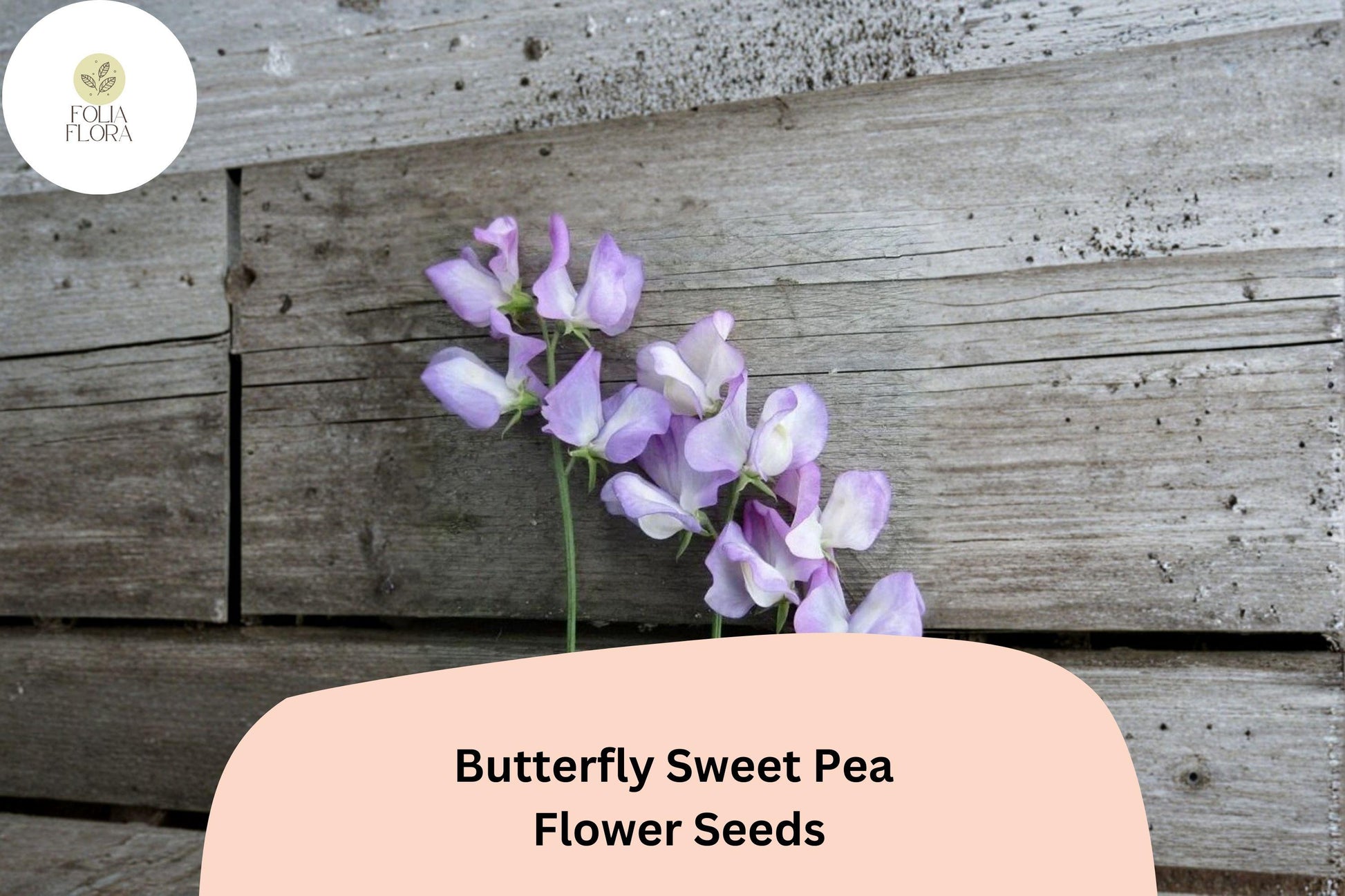 Butterfly Sweet Pea Seeds | Lathyrus odoratus Bicolor Climbing Vine | Garden Planting (50+ Seeds)