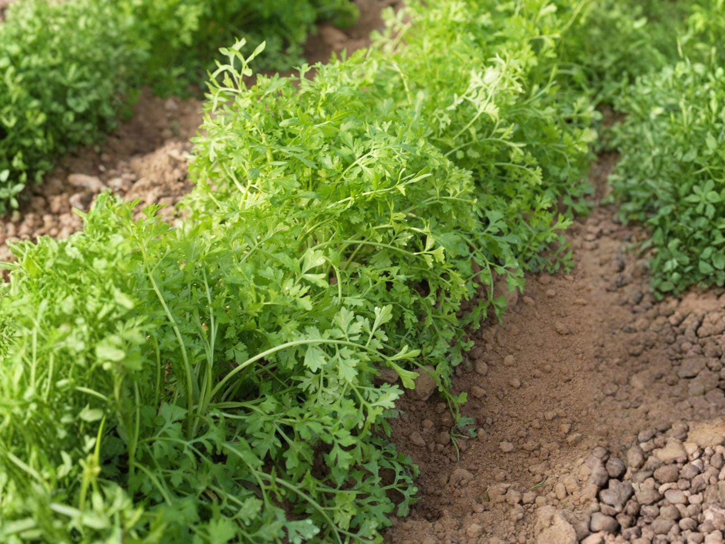 Curled Garden Cress Seeds, Leafy Annual Vegetable, 800 Seeds for Garden, Container & Raised Bed Cultivation