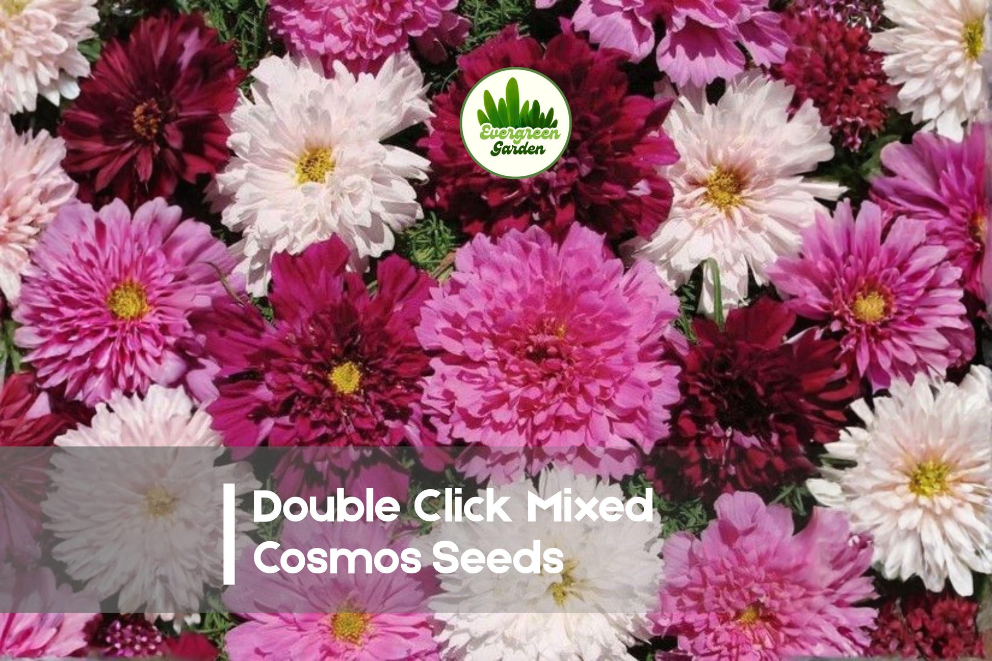 Double Click Cosmos Seeds - 200+ Mixed Pink White Rose Cranberry Flowers, Cosmos bipinnatus, Annual Flower for Borders & Cut Flowers