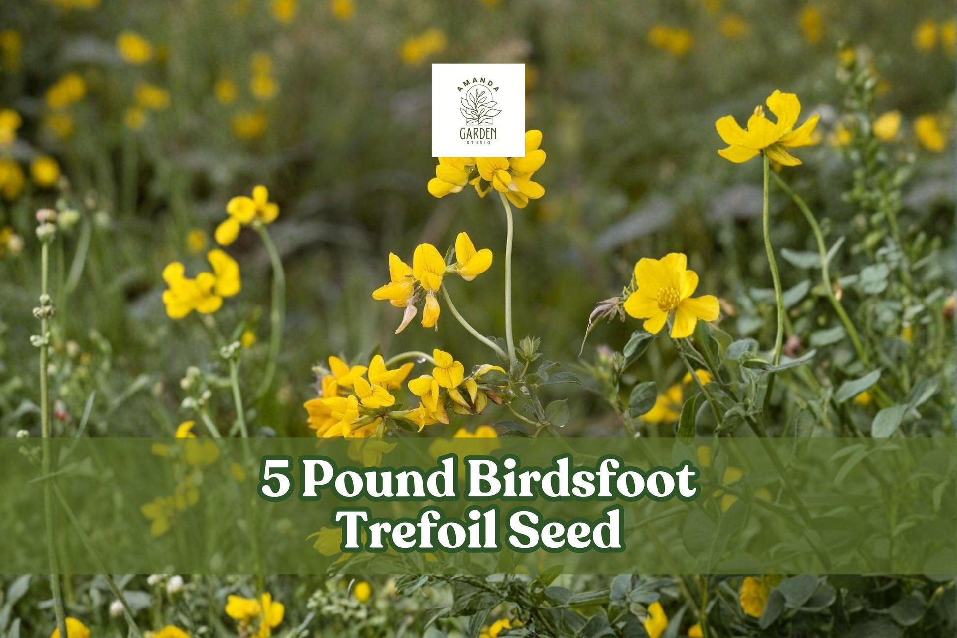 5 Pound Birdsfoot Trefoil Seed for Forage Crop Lotus corniculatus Pasture & Hay Field Planting