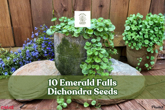 10 Emerald Falls Dichondra Seeds for Trailing Ornamental Foliage, Dichondra argentea for Hanging Baskets & Containers