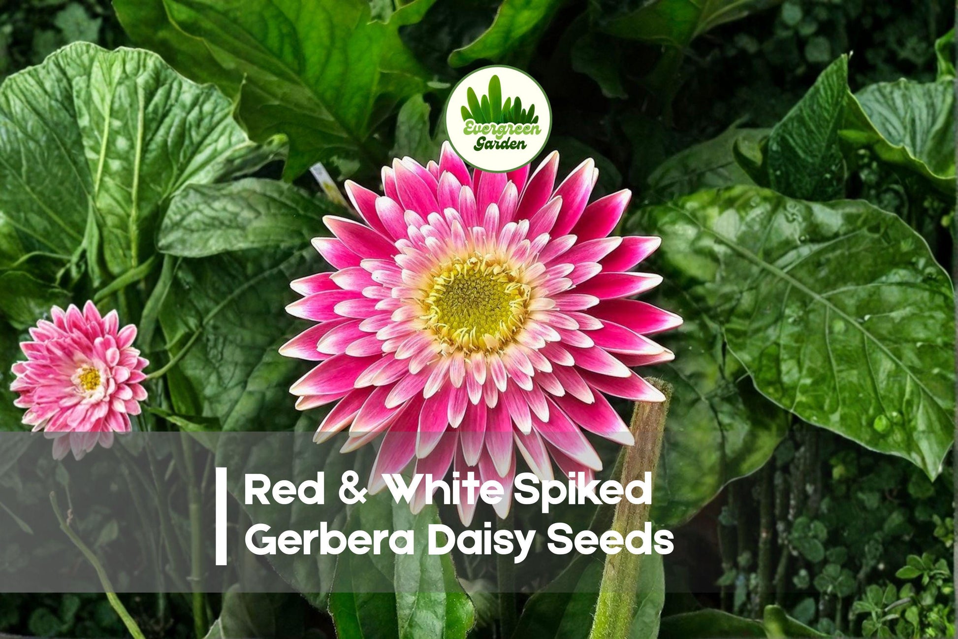 200+ Red & White Spiked Gerbera Daisy Seeds - Gerbera jamesonii, Bicolor, Perennial & Annual, Bright Flowering Garden Seeds