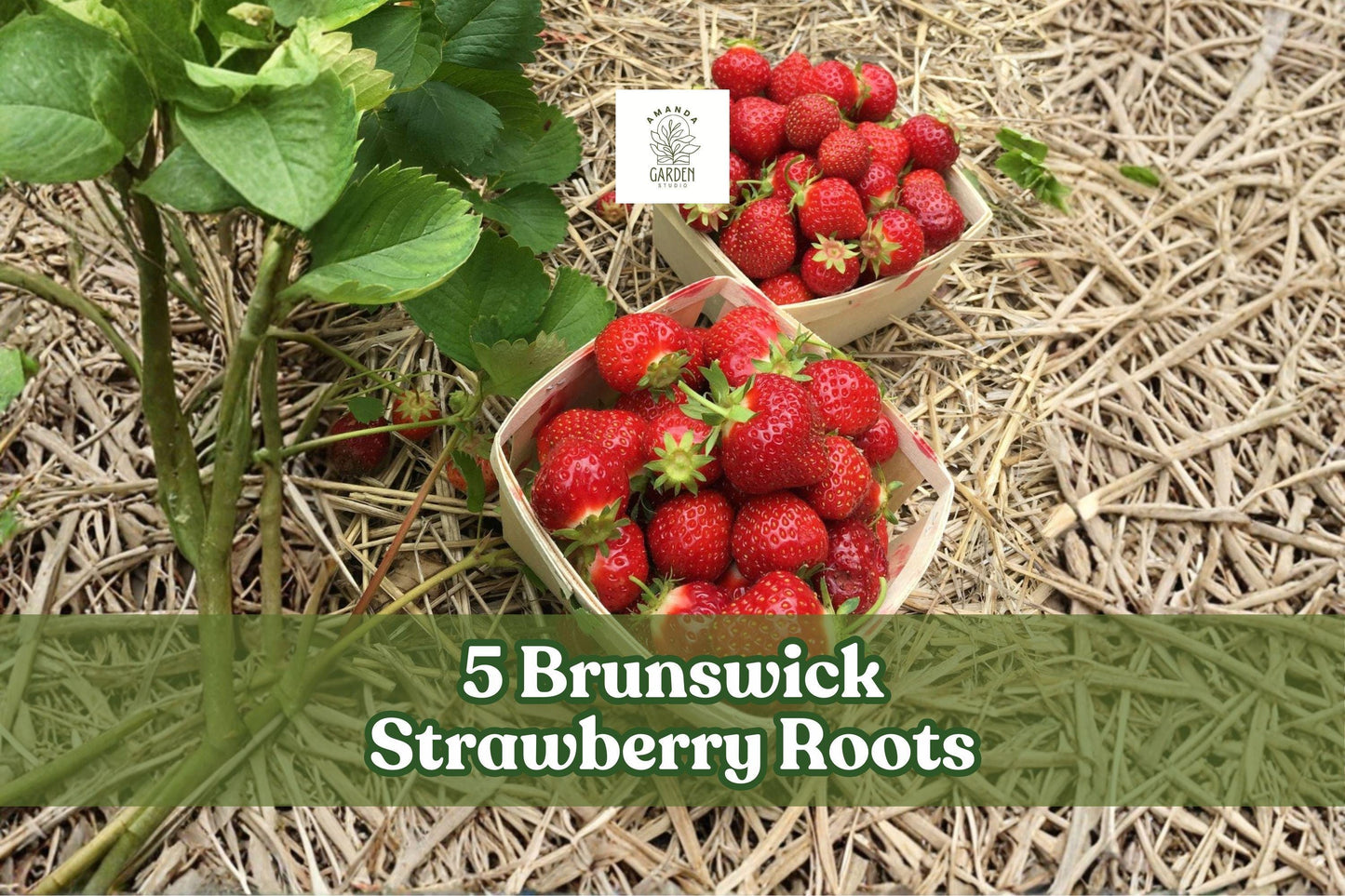 Bare Root Brunswick Strawberry Plants – 5 Roots for Outdoor Garden, Fruitful Garden Strawberry, Fragaria × ananassa
