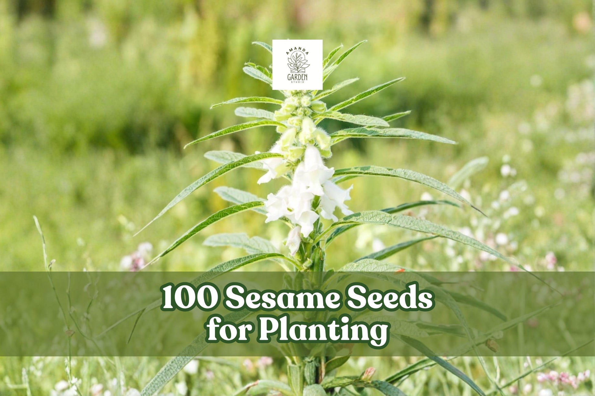 100 Sesame Seeds for Planting | Sesamum indicum | Warm-Season Garden & Field Crop Seeds