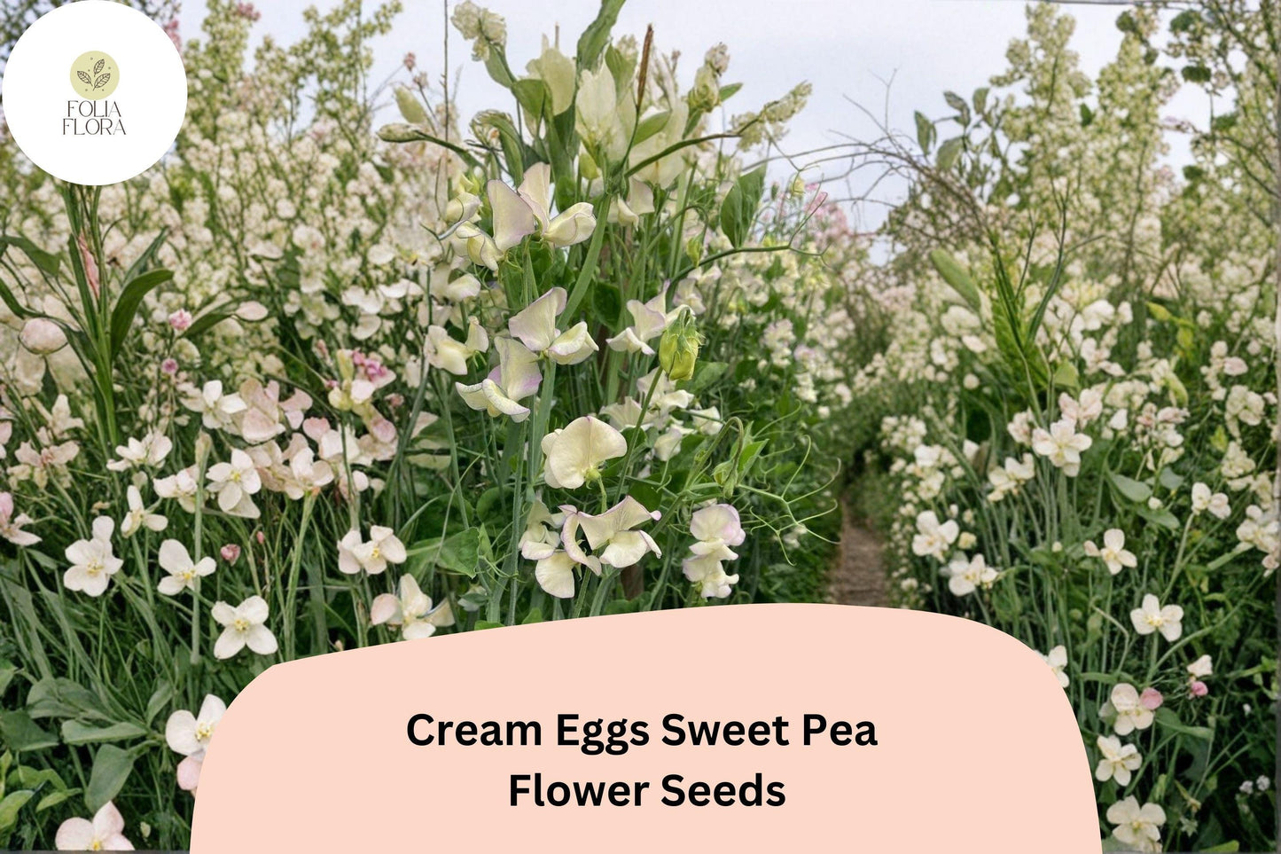 Cream Eggs Sweet Pea Seeds | Bicolor Cream & White Climbing Vine | Lathyrus odoratus, Annual Flowering Plant