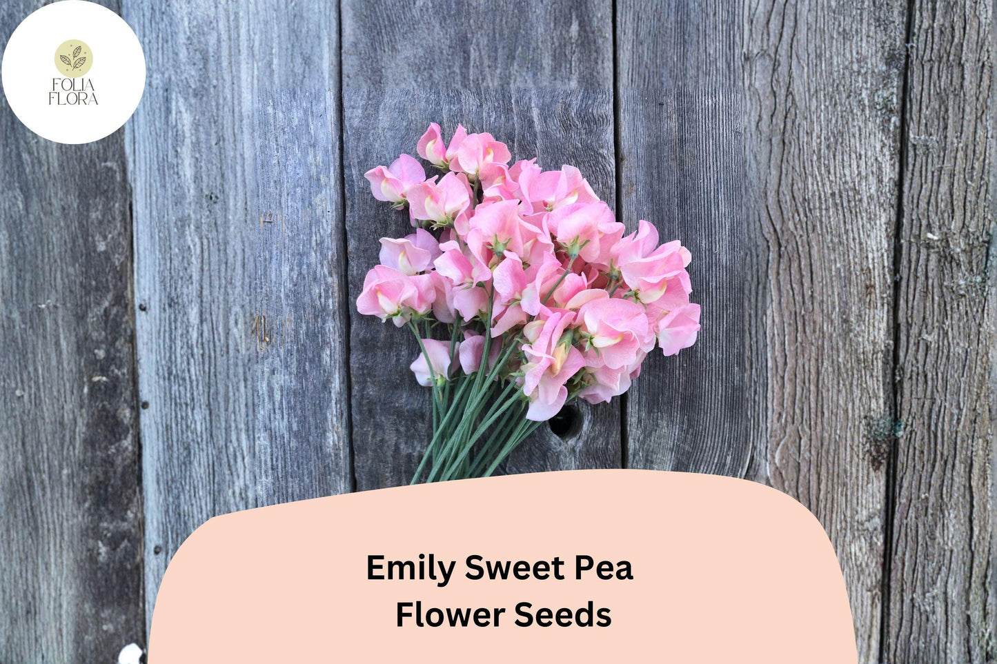Emily Sweet Pea Seeds | Soft Pink Climbing Vine | Lathyrus odoratus Garden Flower Seeds (50+ Seeds)