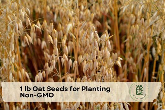1 lb Non-GMO Oat Seeds for Planting, Avena sativa, Cover Crop & Grain Seed, Cool-Season Annual