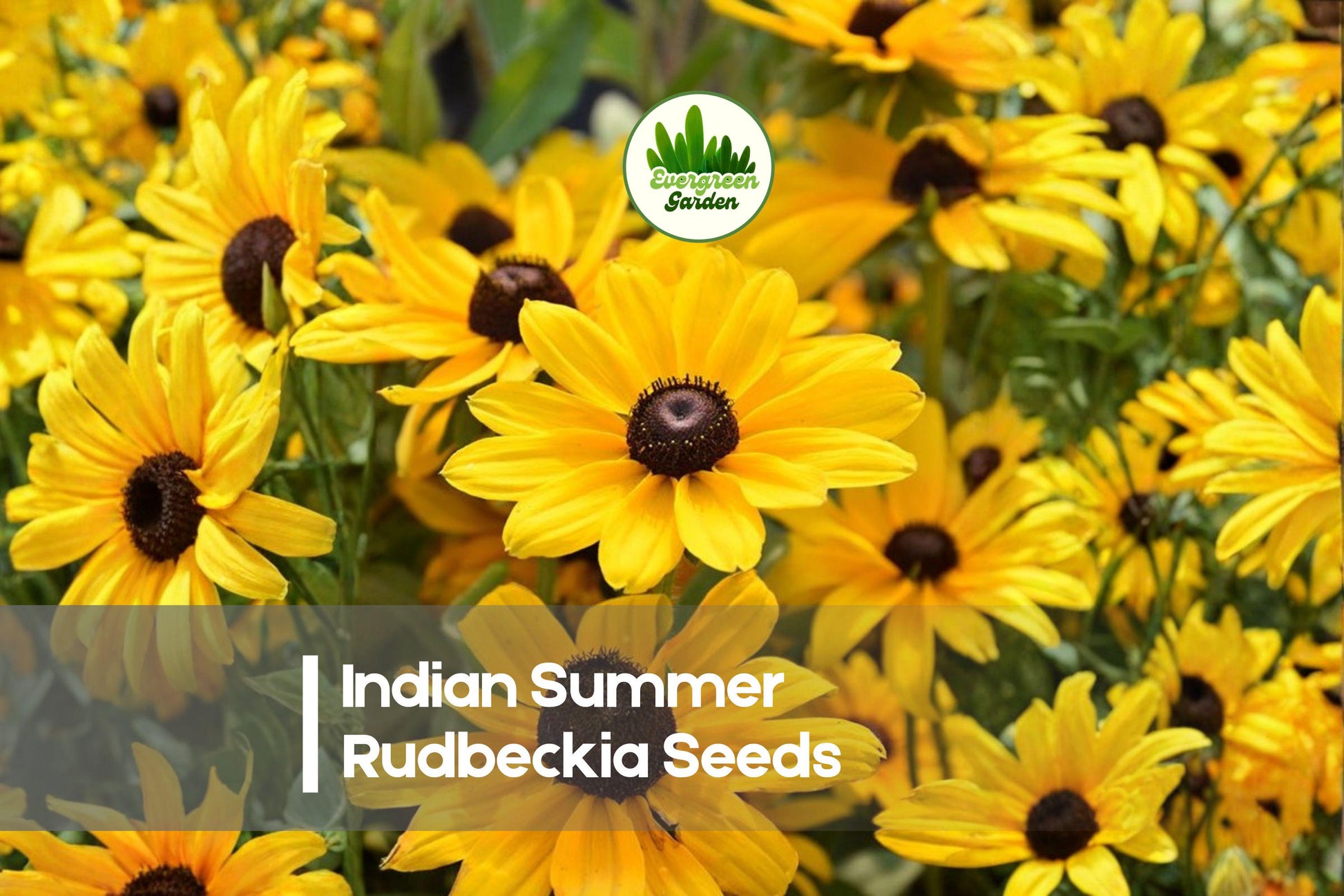 200+ Indian Summer Rudbeckia Seeds | Bright Golden Yellow Blooms | Rudbeckia hirta Annual for Borders, Beds & Cut Flowers