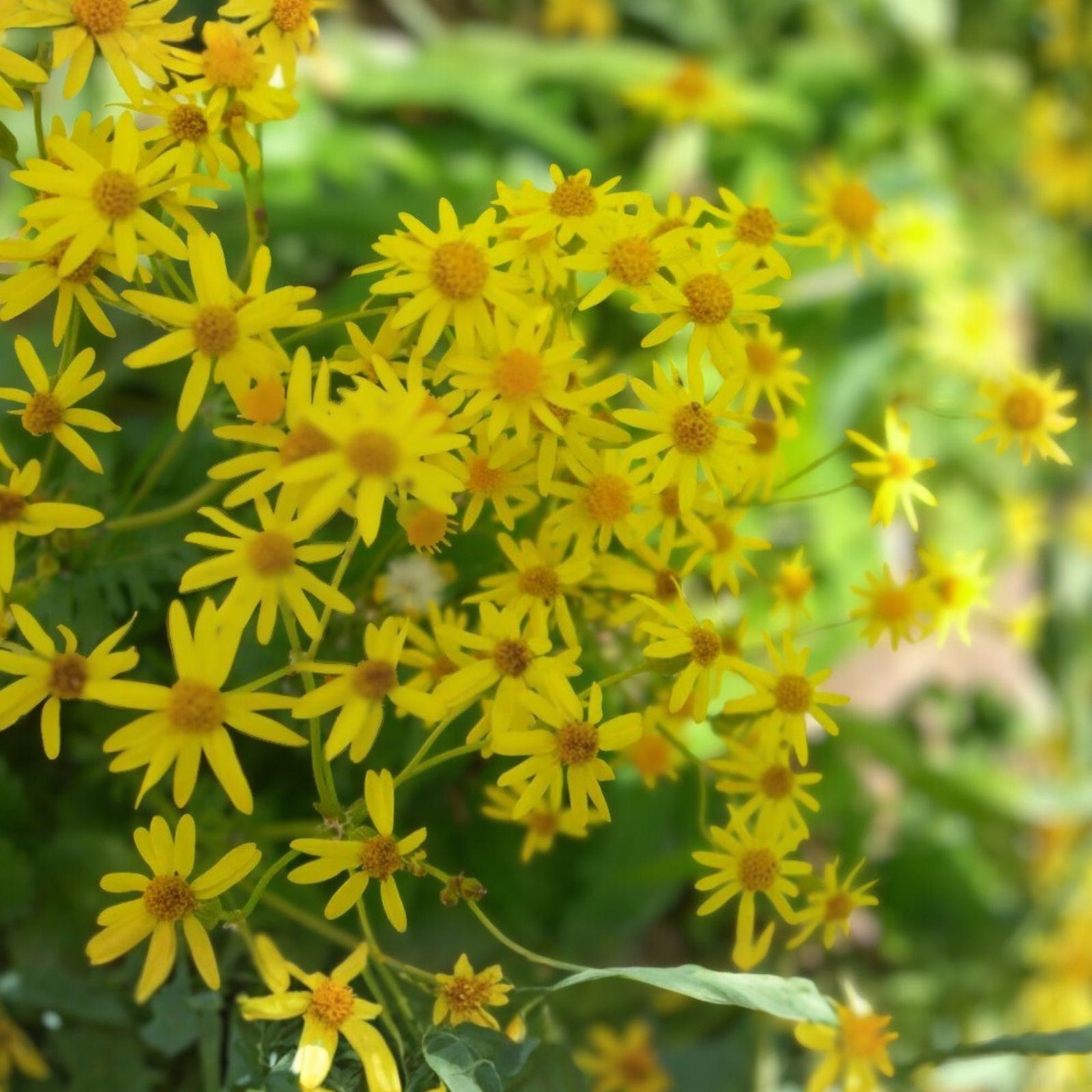 Golden Ragwort Seeds Packera aurea – Native Perennial Wildflower with Bright Yellow Blooms, Attracts Pollinators, 100 Seeds
