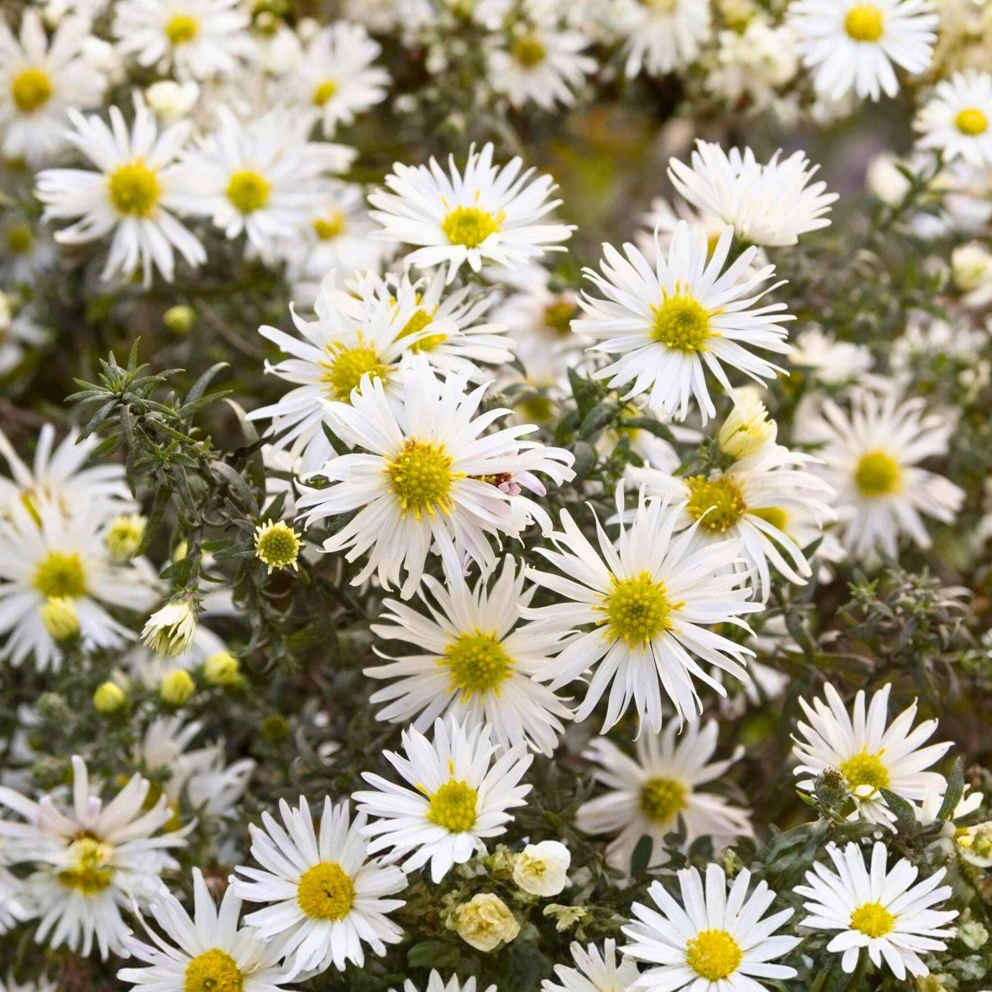 Heath Aster Seeds | Native White Wildflower | Pollinator Friendly Perennial | Symphyotrichum ericoides
