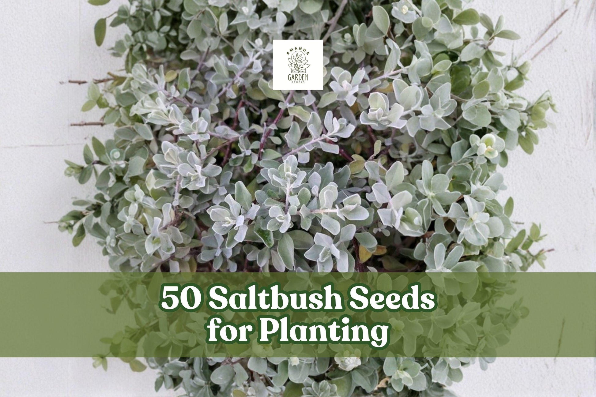 Saltbush Seeds 50-Pack for Outdoor Planting | Atriplex spp. Hardy Landscape Shrubs Made in USA