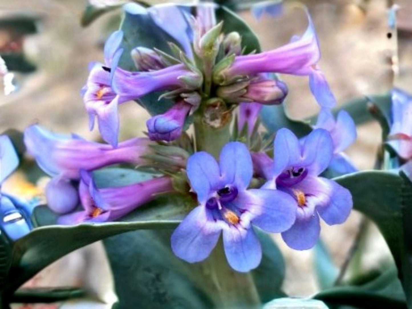 Sand Penstemon Seeds | Native Desert Wildflower | Pink to Lavender Blooms | Penstemon acuminatus | 50 Seeds