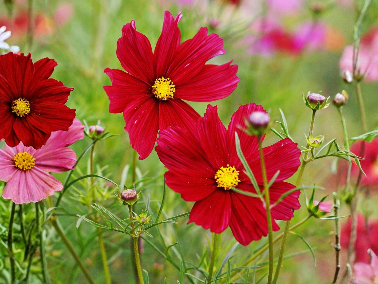 Cosmos Dazzler Seeds | Bright Red Annual Flower for Pollinator Gardens | Cosmos bipinnatus | 100 Seeds