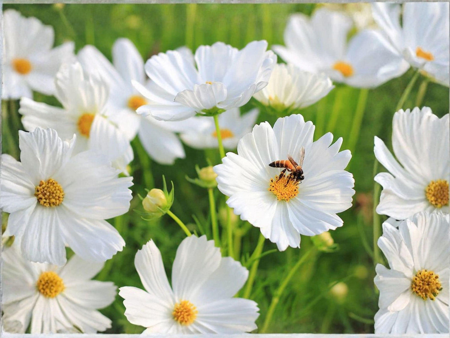 Cosmos Purity Seeds | Pure White Flowers | Easy Annual for Cutting Gardens & Pollinators | Cosmos bipinnatus | 100 Seeds