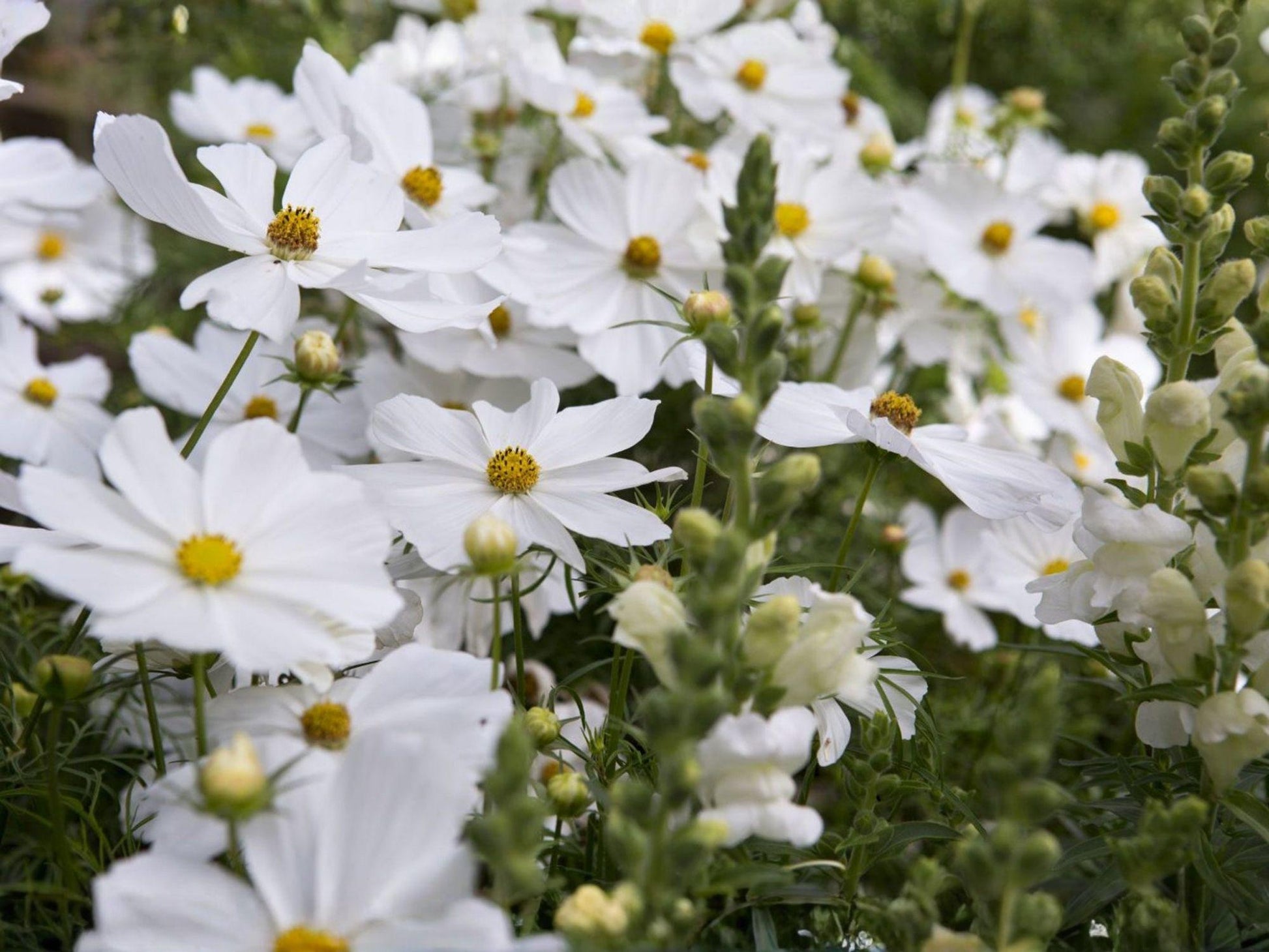 Cosmos Purity Seeds – White Cosmos Flower, Annual Garden Flower, Cosmos bipinnatus, 100 Seeds