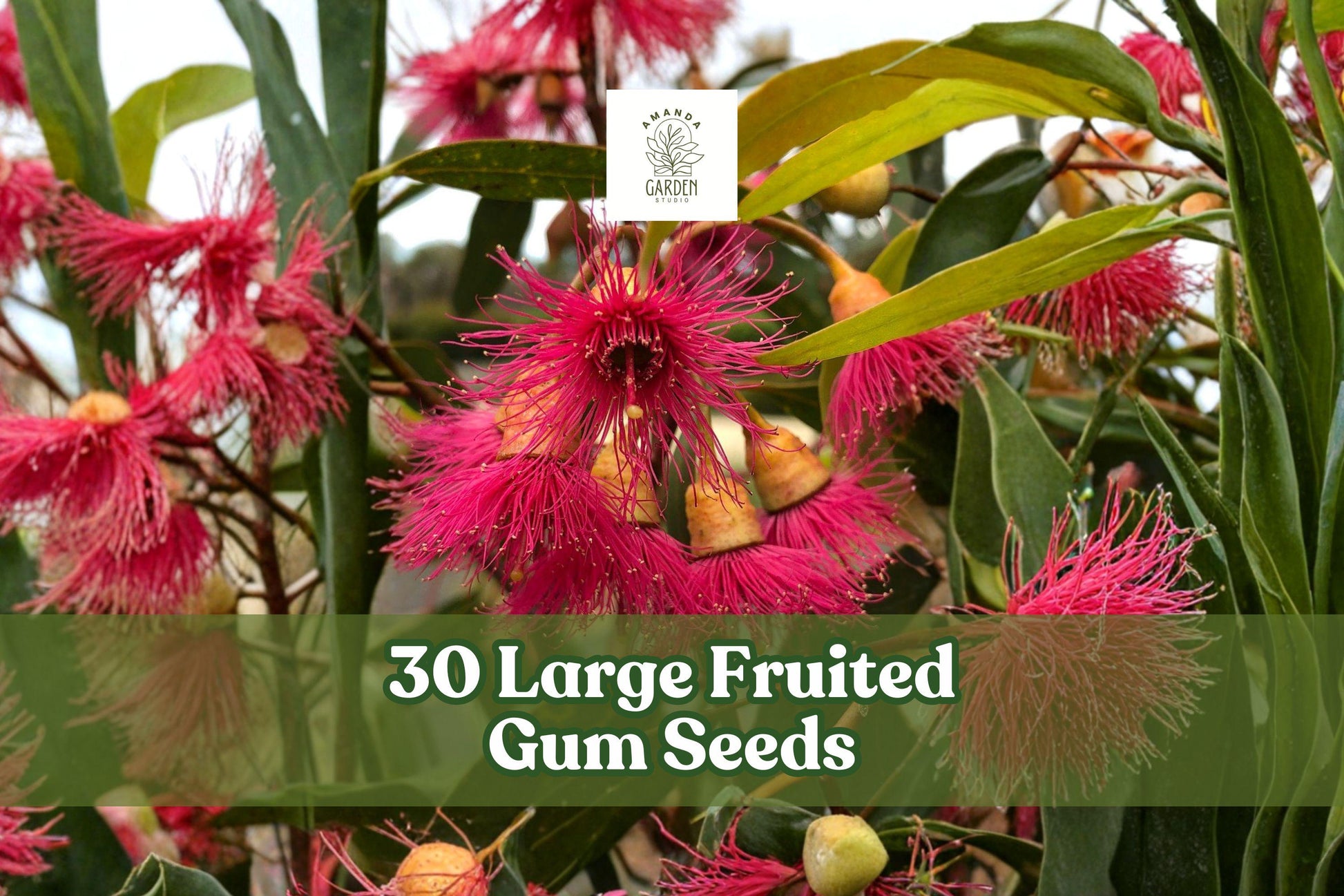 Large Fruited Gum Seeds – Eucalyptus leucoxylon for Ornamental Tree, Landscape Gardening, Full Sun Outdoor Planting