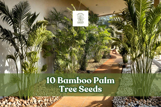 10 Bamboo Palm Tree Seeds for Ornamental Chamaedorea seifrizii Garden & Container Planting