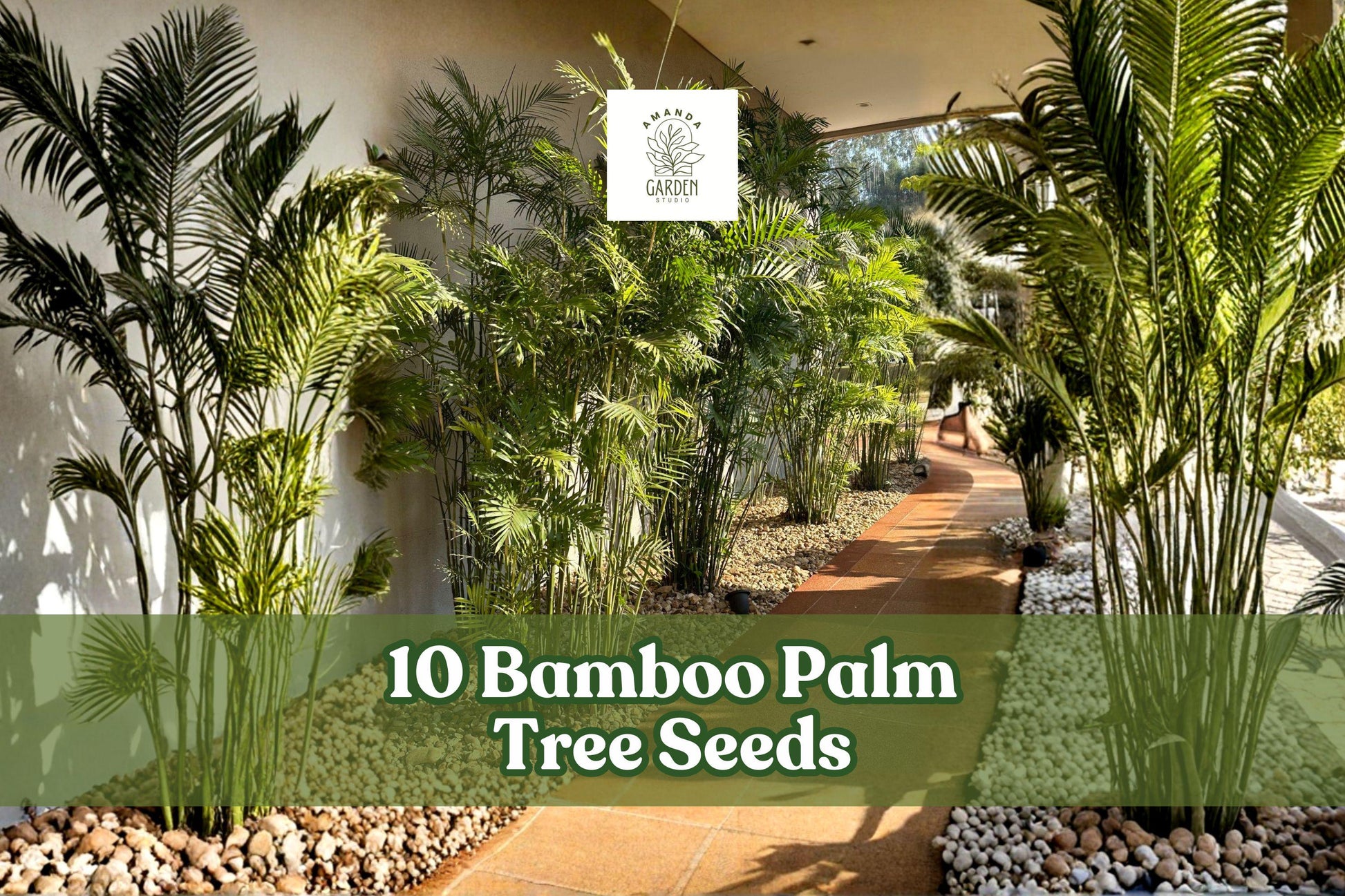 10 Bamboo Palm Tree Seeds for Planting, Chamaedorea seifrizii, Ornamental Palm for Garden & Container Growth