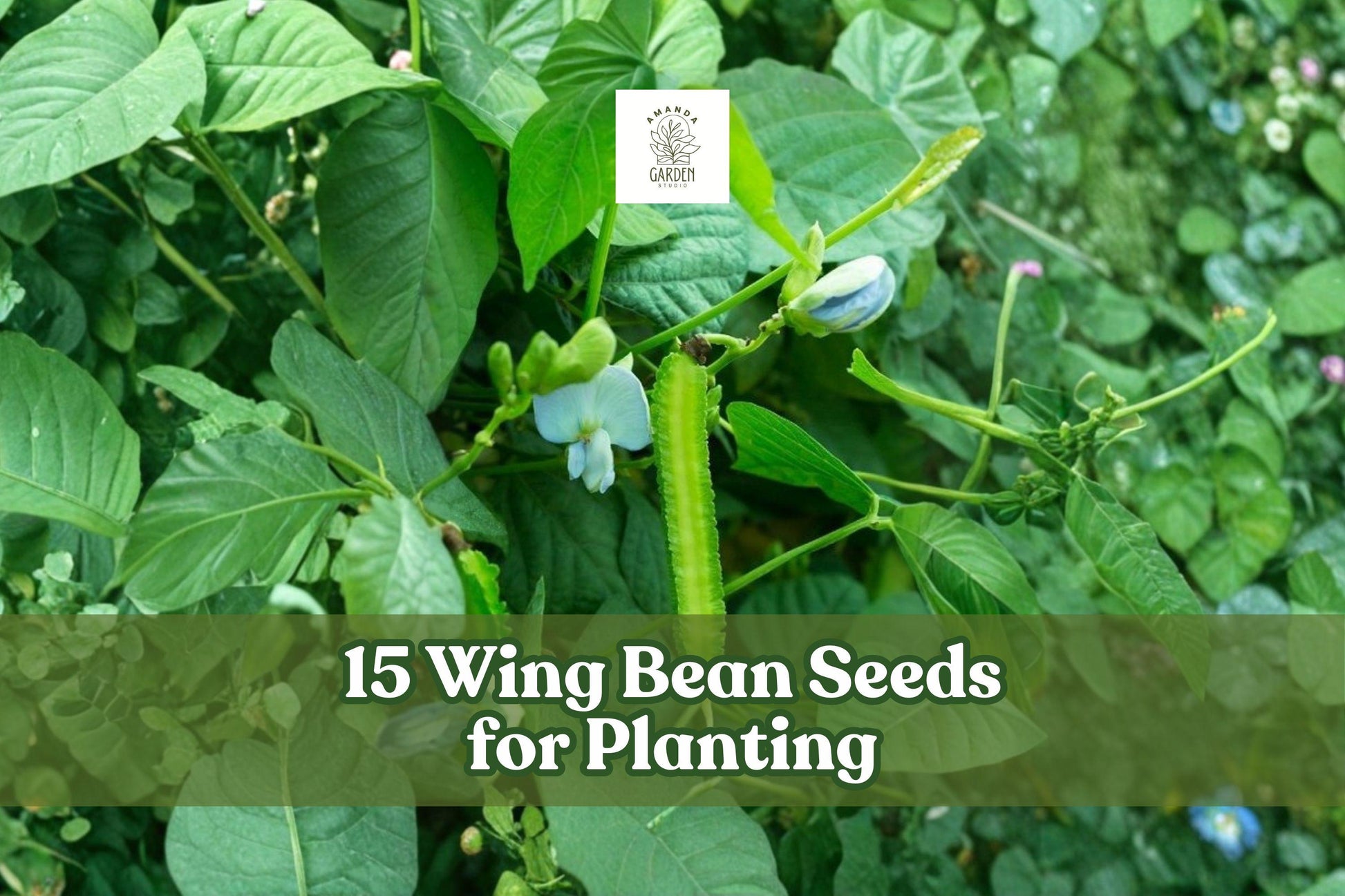 15 Wing Bean Seeds – Psophocarpus tetragonolobus Exotic Asian Climbing Vegetable Seeds for Garden Planting