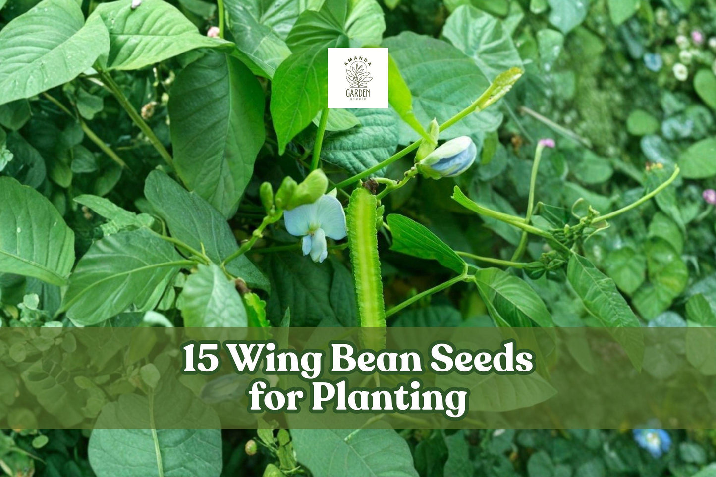15 Wing Bean Seeds – Psophocarpus tetragonolobus Climbing Vegetable for Home Gardens and Trellises