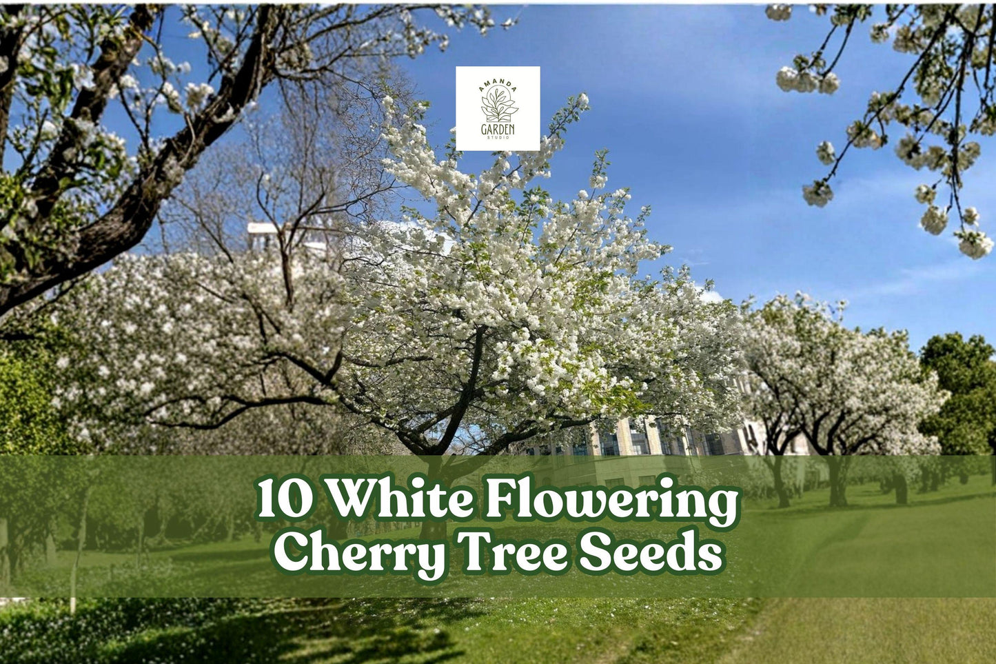 White Flowering Cherry Tree Seeds – Prunus serrulata – Ornamental Spring Blossom Seeds for Garden Landscaping
