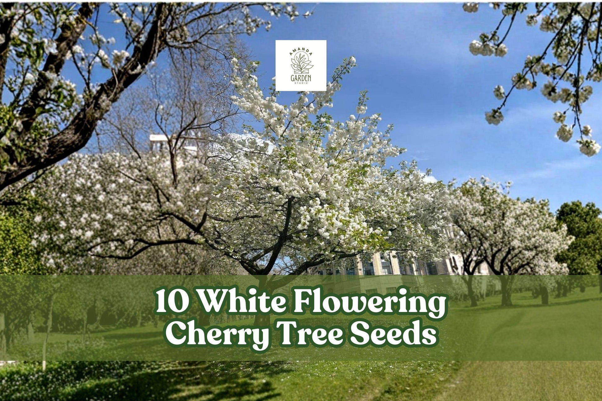 White Flowering Cherry Tree Seeds – Prunus serrulata – Ornamental Spring Blossom Seeds for Garden Landscaping