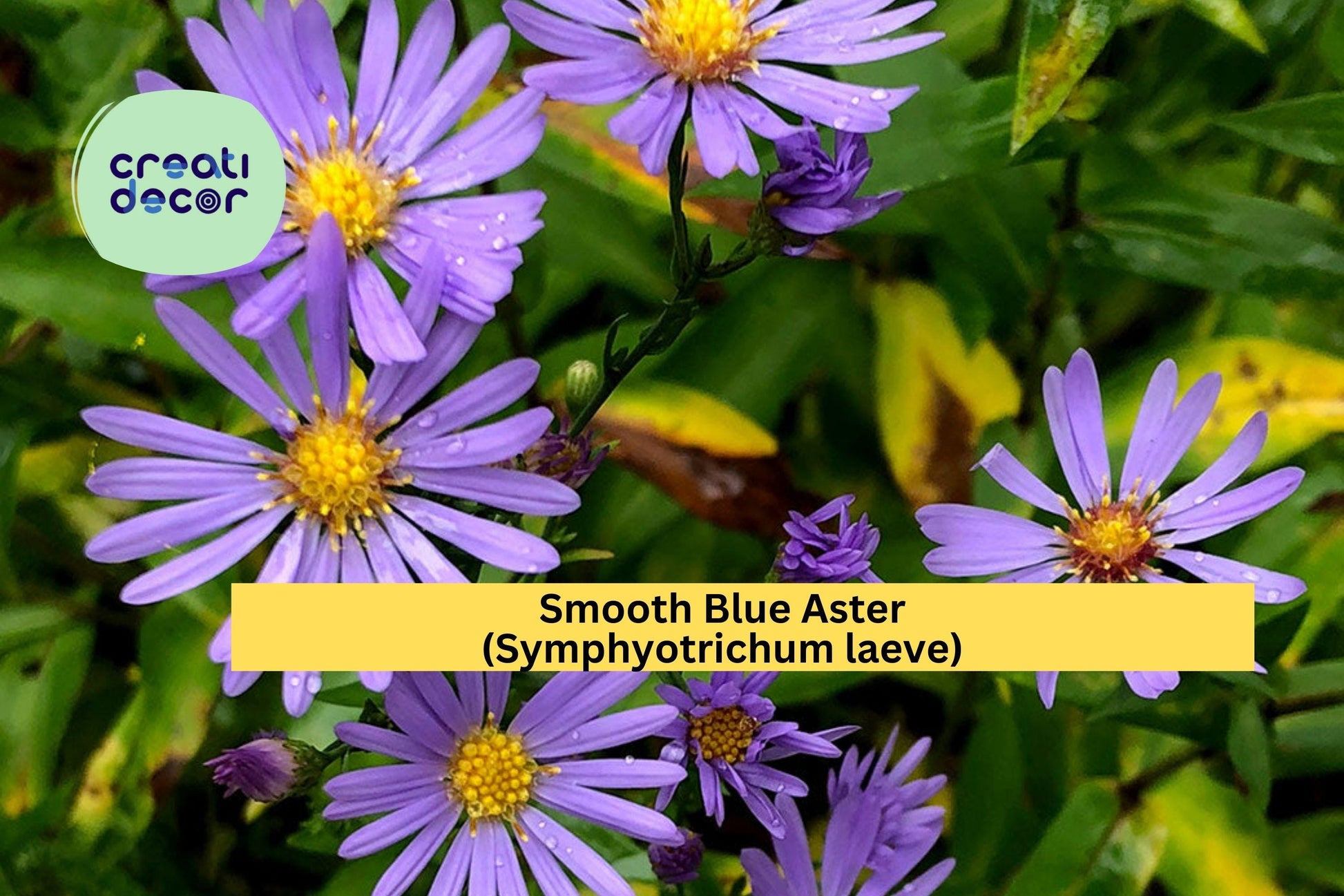 Smooth Blue Aster Seeds – 100 Non-GMO Native Perennial Seeds for Pollinator Gardens & Wildflower Meadows