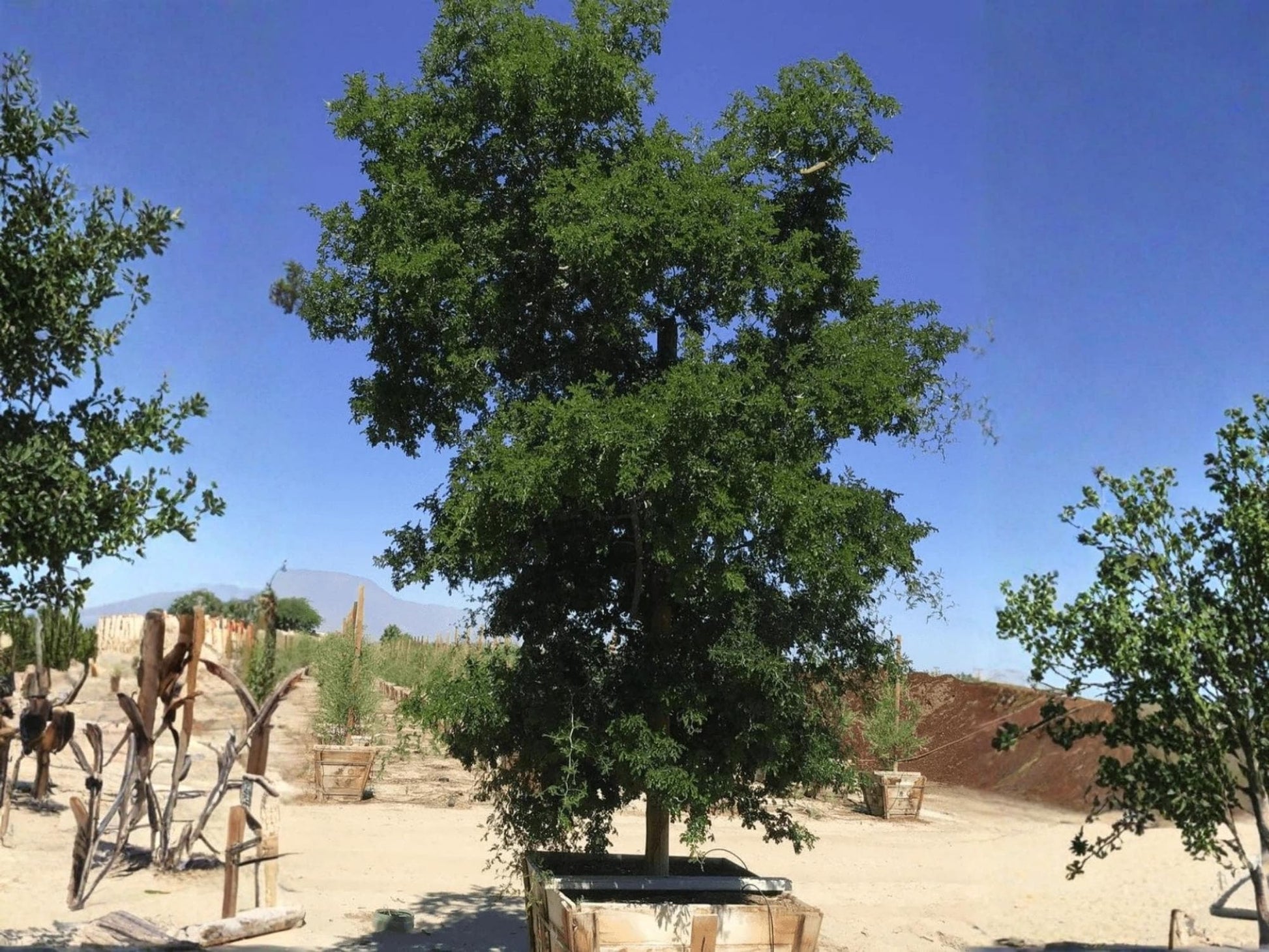 Texas Ebony Tree Seeds | Pithecellobium flexicaule | Native Evergreen Drought Tolerant Ornamental Plant