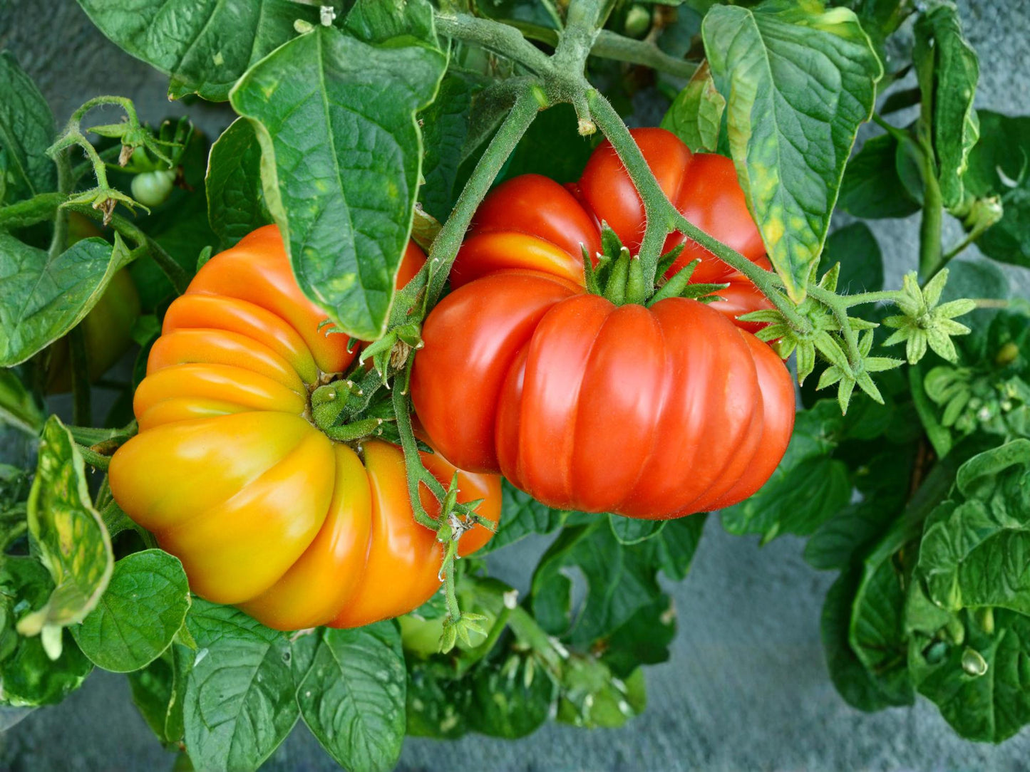 Beefsteak Tomato Seeds – Large Slicing Heirloom Garden Vegetable – Indeterminate, Full Sun, 30 Seeds