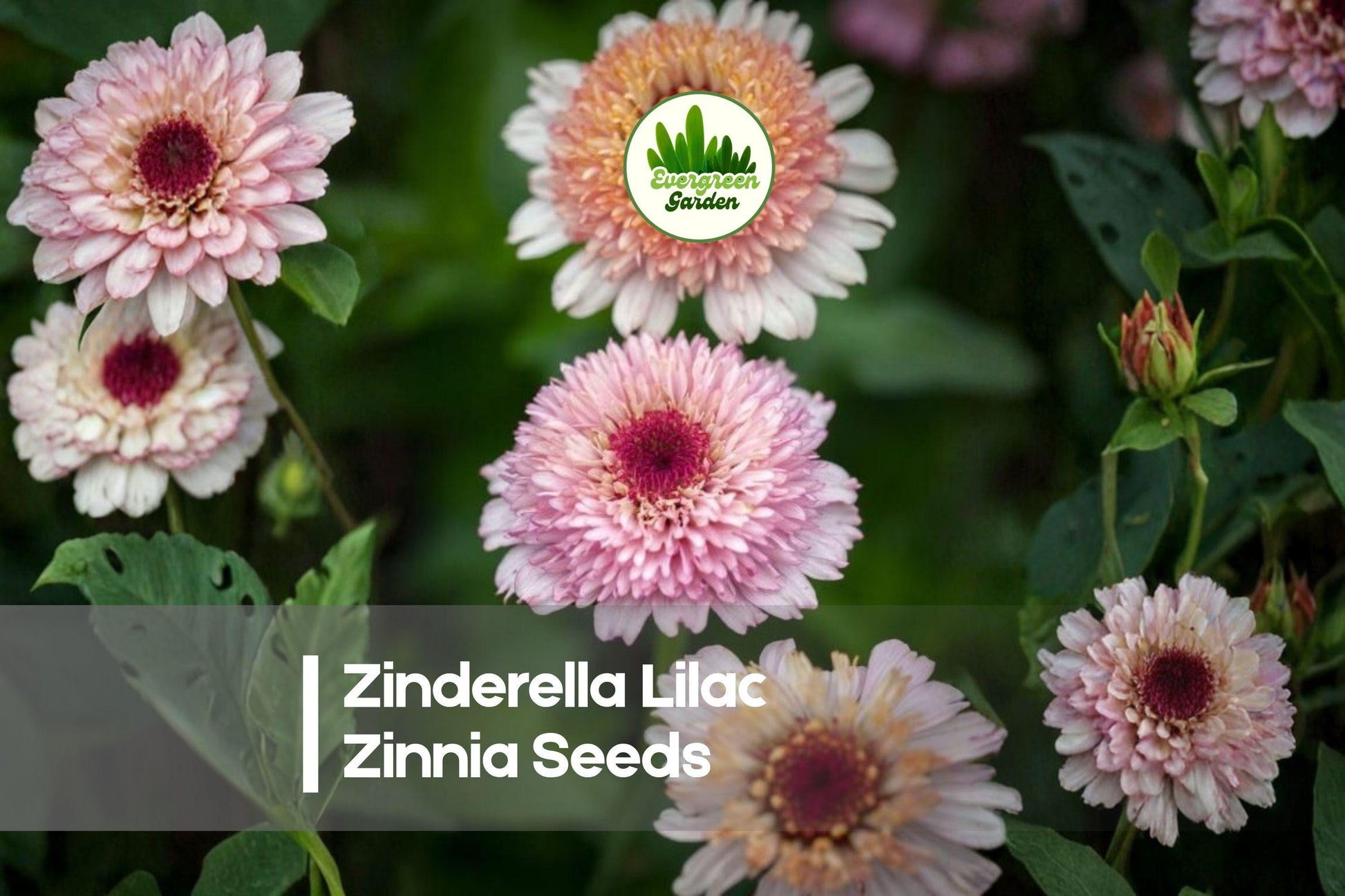 Zinnia Seeds 100+ Zinderella Lilac Scabiosa-Style Blooms, Purple, Annual, Full Sun, Butterfly-Friendly