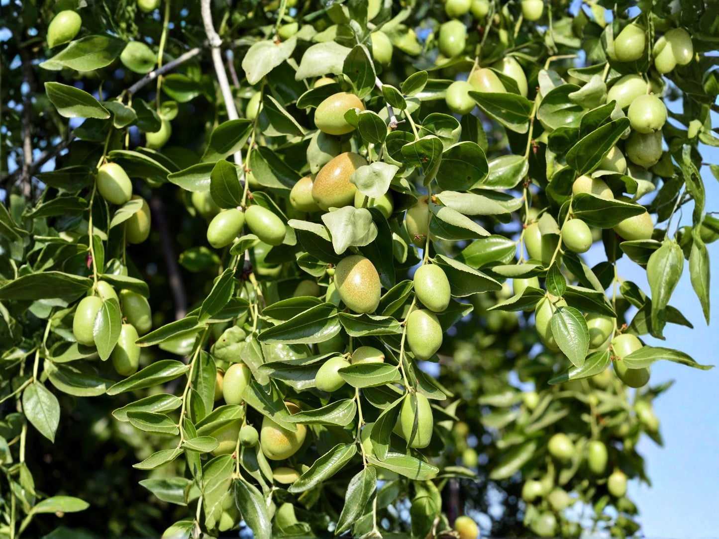 Jojoba Seeds Simmondsia chinensis Desert Evergreen Shrub Drought Tolerant 10 Seeds