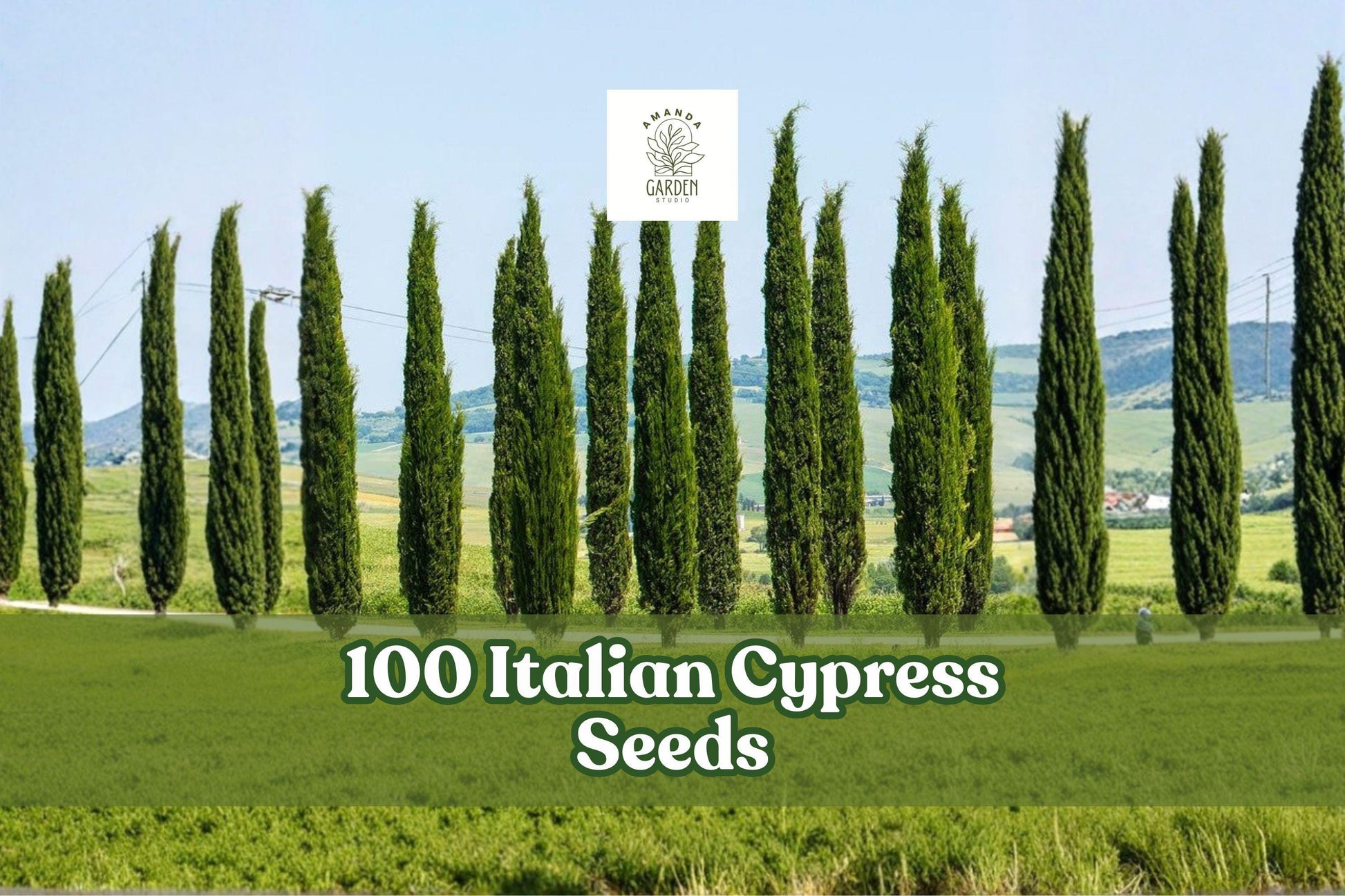 Italian Cypress Seeds - Evergreen Tree, Tall, Narrow, Cupressus sempervirens, Garden & Landscape Planting, 100 Seeds
