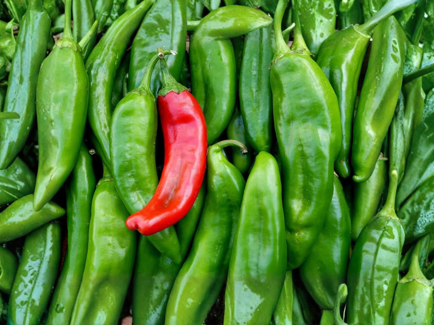 Sandia Hot Pepper Seeds – New Mexico Chile, Medium Hot, Heirloom Vegetable, 25 Seeds for Roasting, Sauces & Cooking